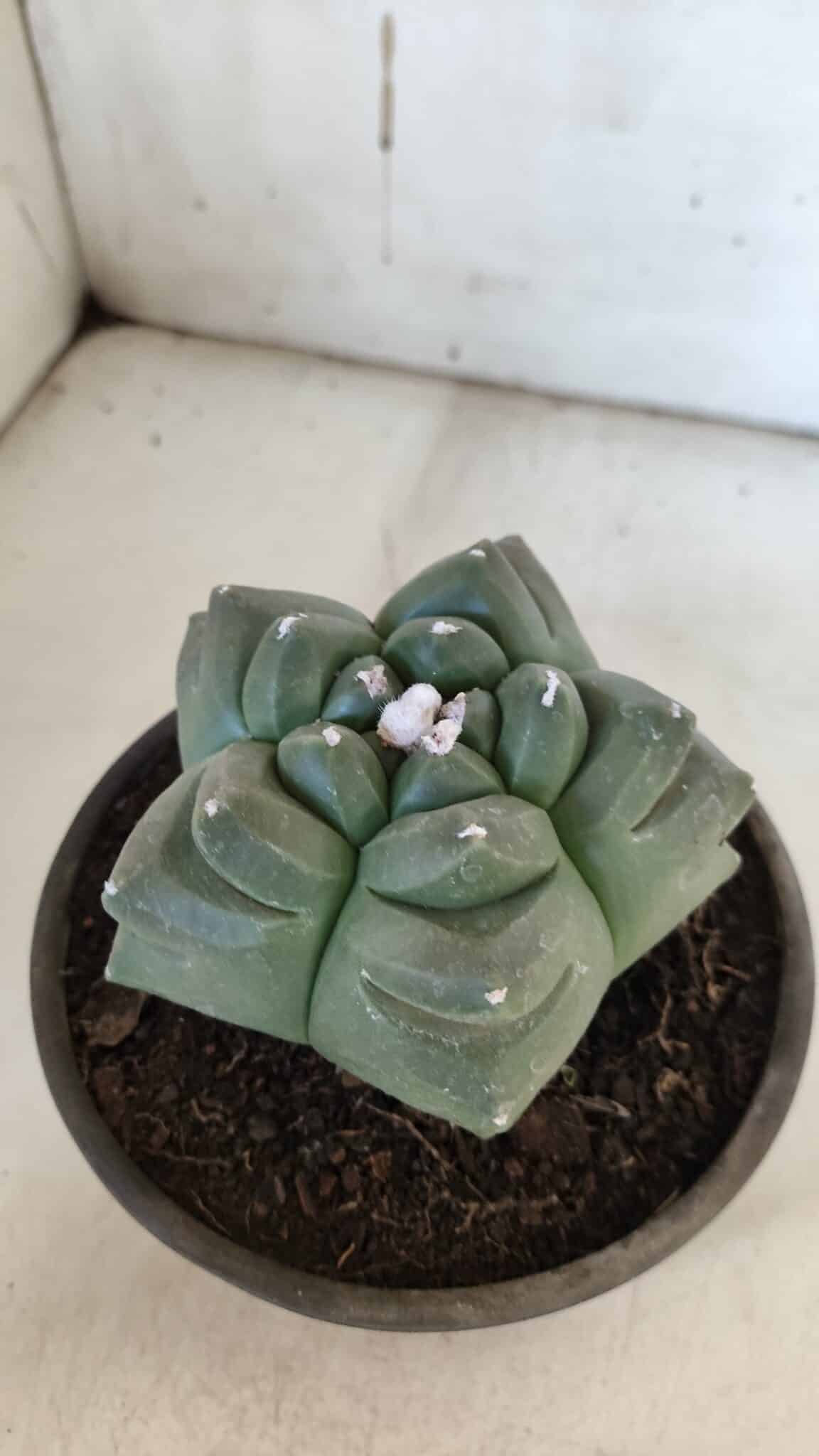 ASTROPHYTUM cv KIKKO  Nº 940 – vaso 15