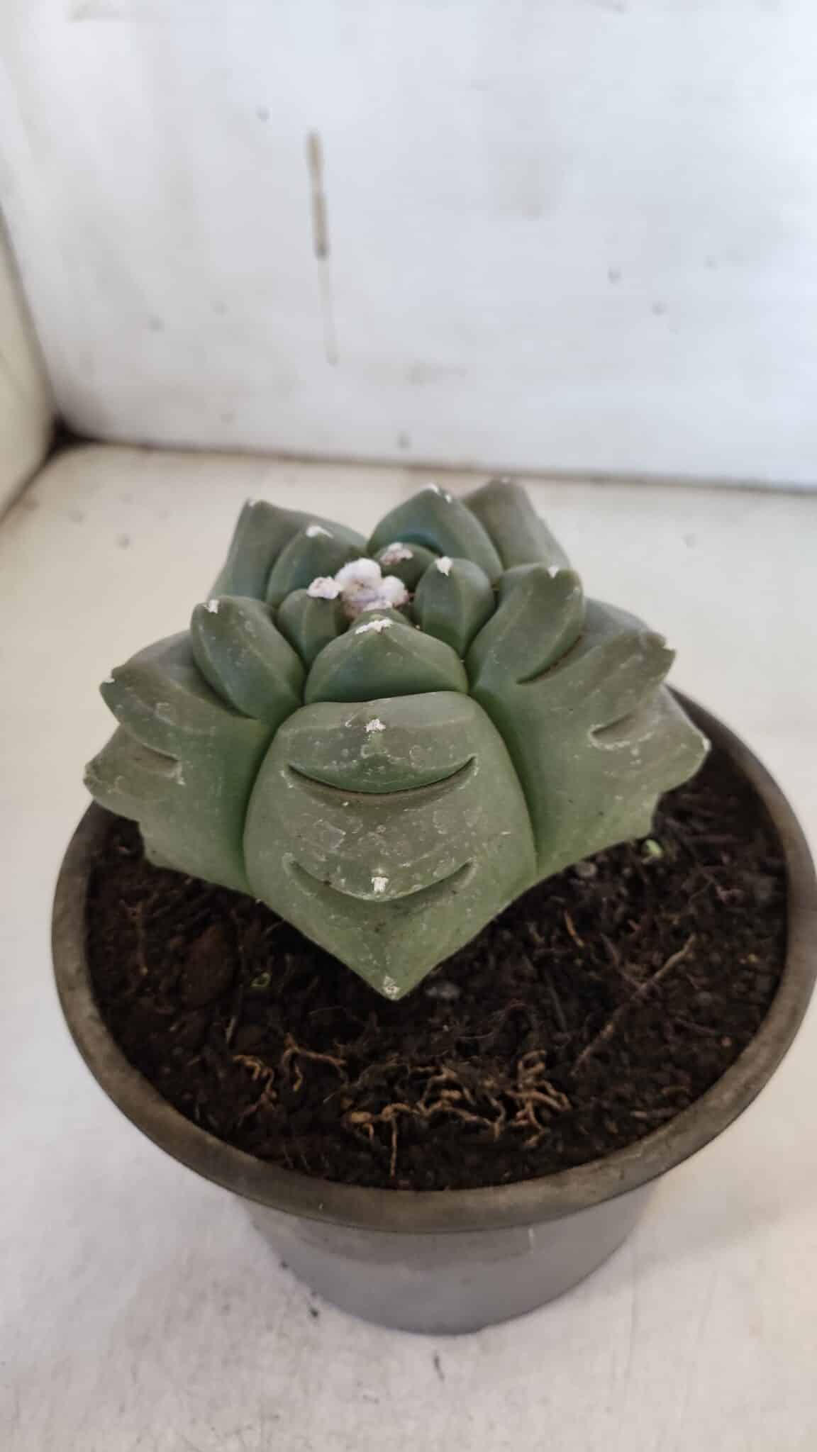 ASTROPHYTUM cv KIKKO  Nº 940 – vaso 15