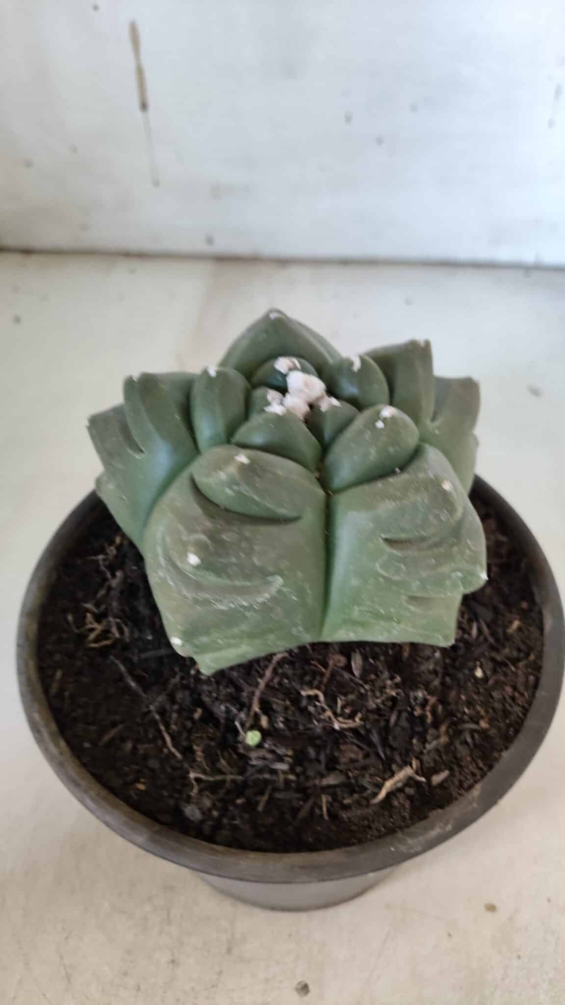 ASTROPHYTUM cv KIKKO  Nº 940 – vaso 15