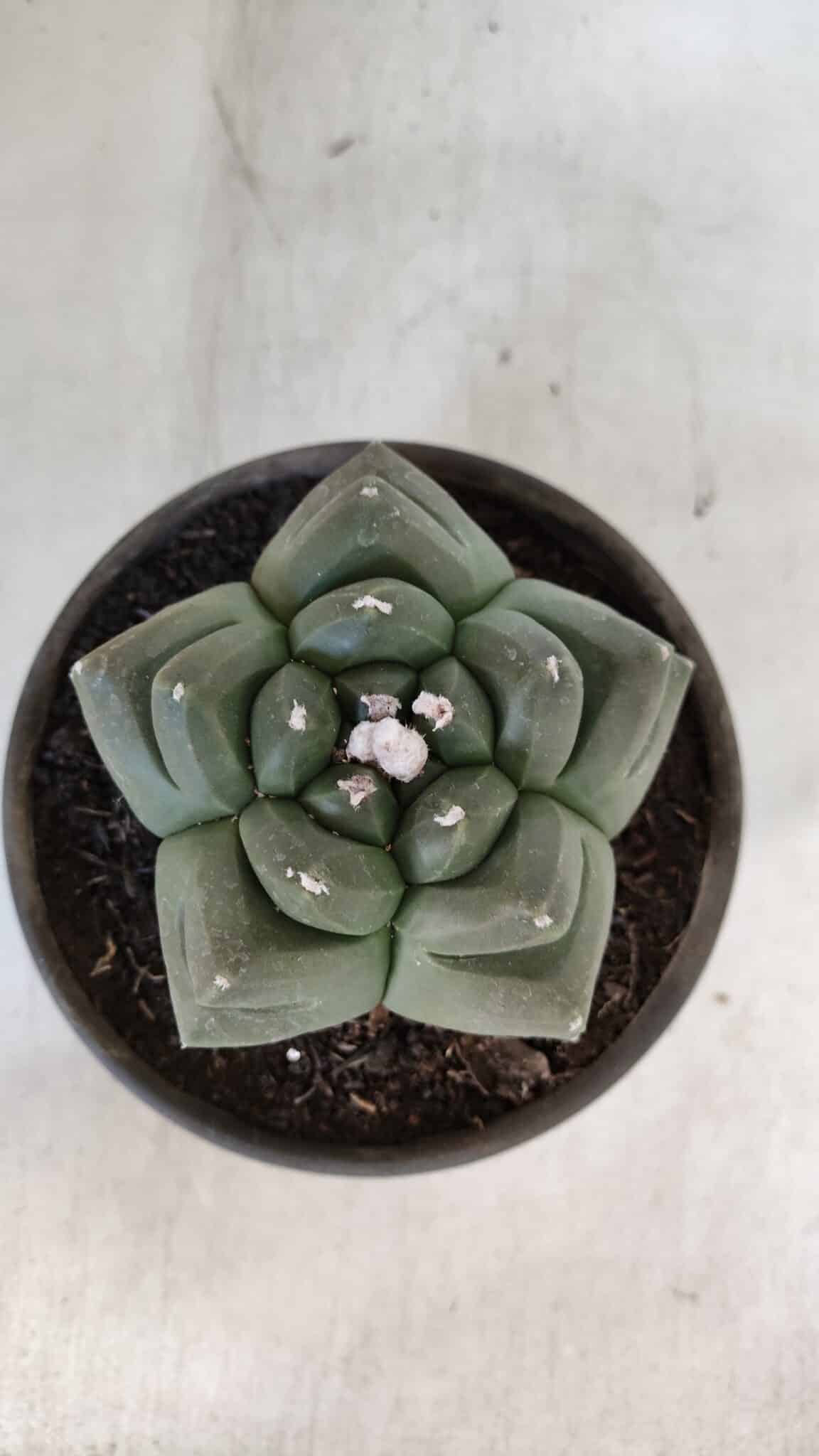 ASTROPHYTUM cv KIKKO  Nº 940 – vaso 15