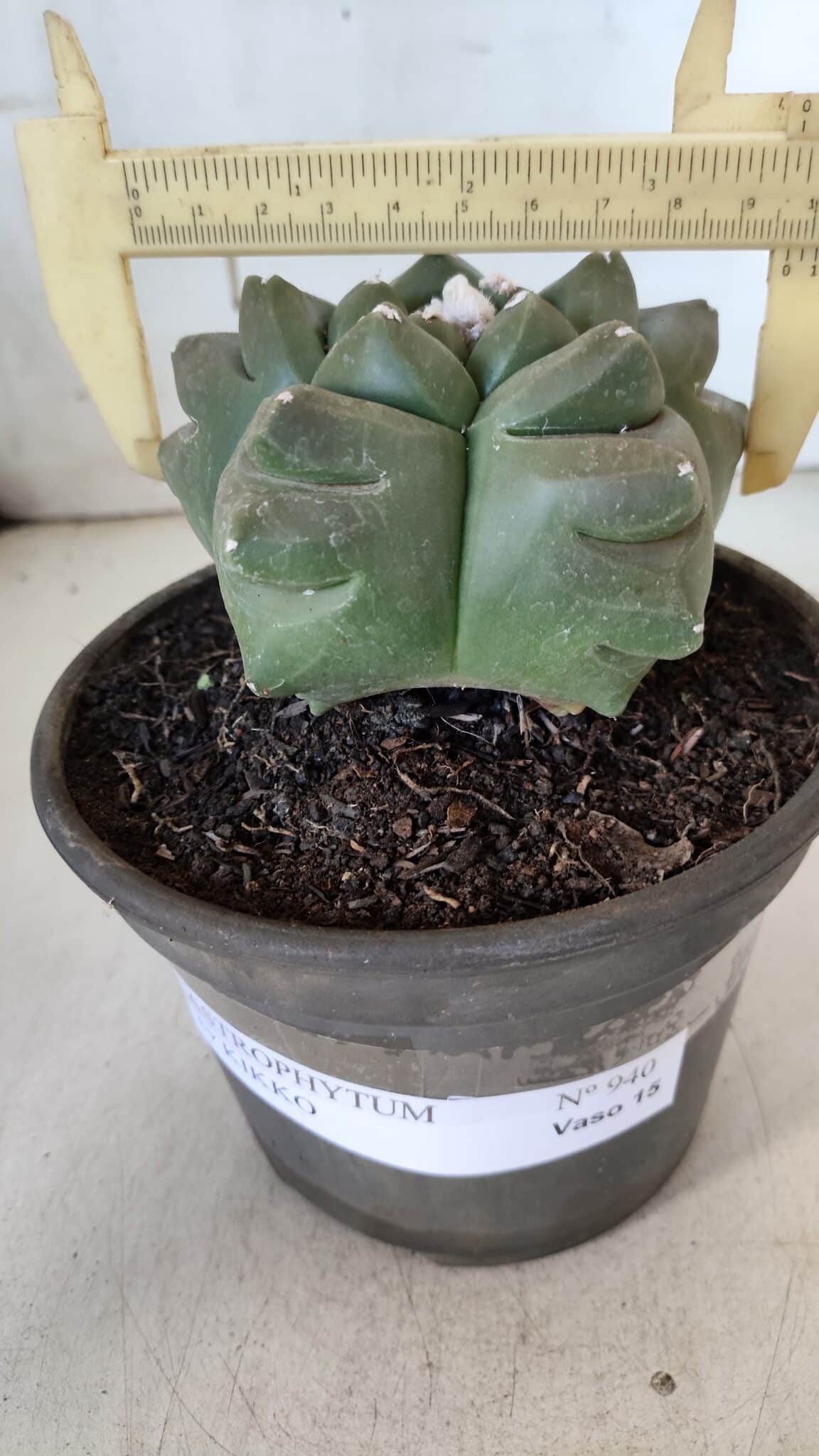 ASTROPHYTUM cv KIKKO  Nº 940 – vaso 15