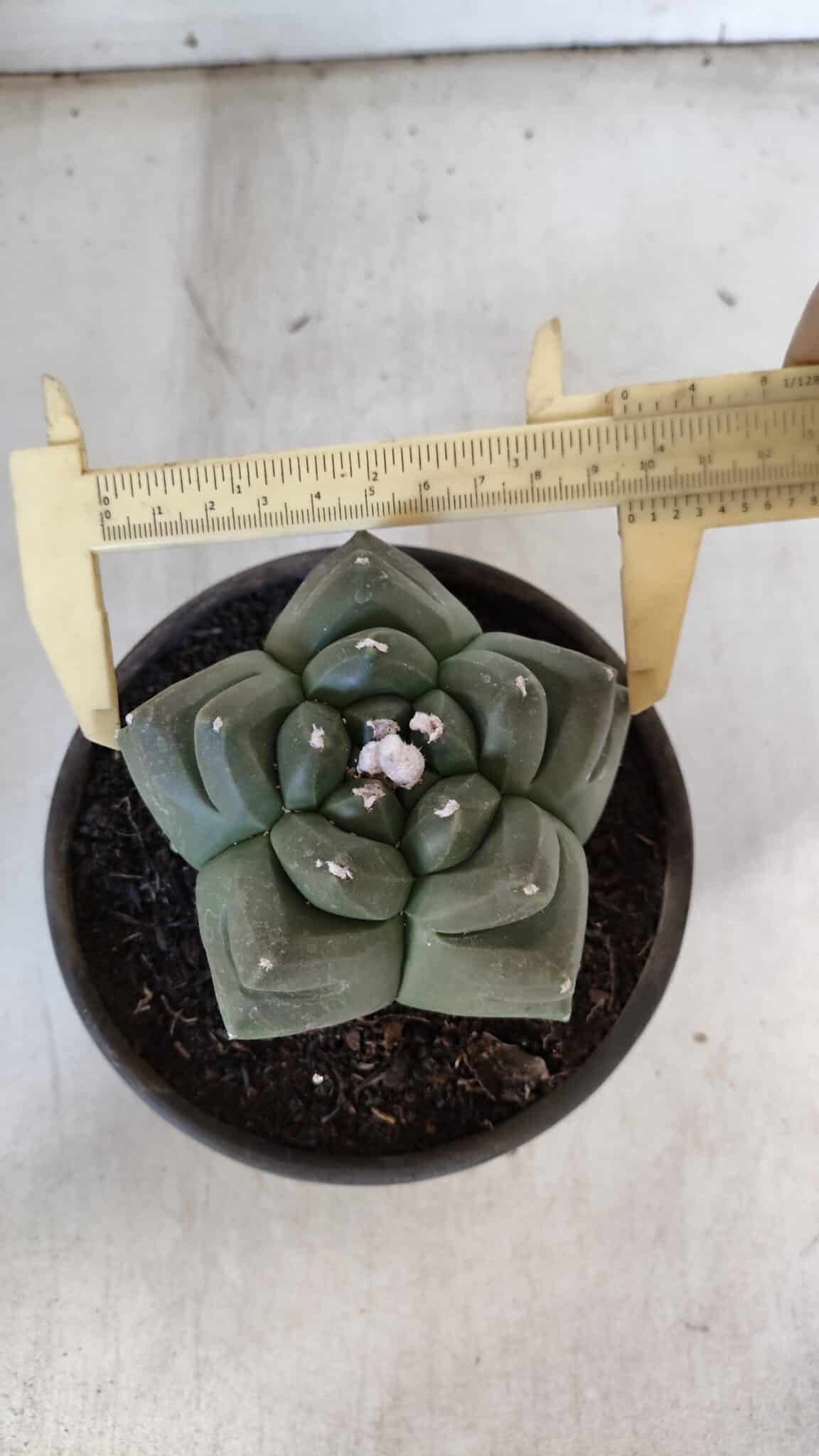 ASTROPHYTUM cv KIKKO  Nº 940 – vaso 15