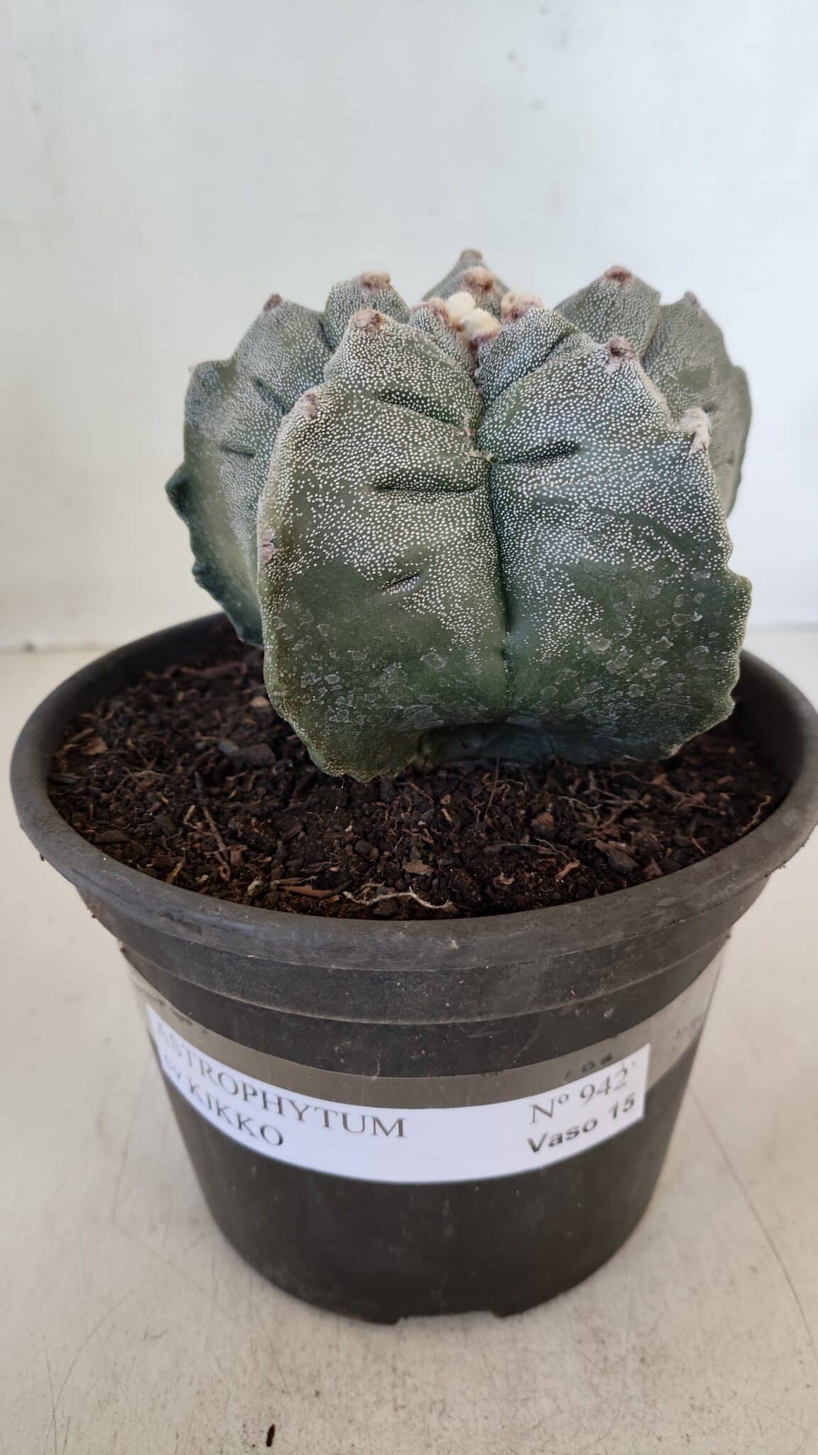 MATRIZ ASTROPHYTUM cv KIKKO  Nº 942 – vaso 15