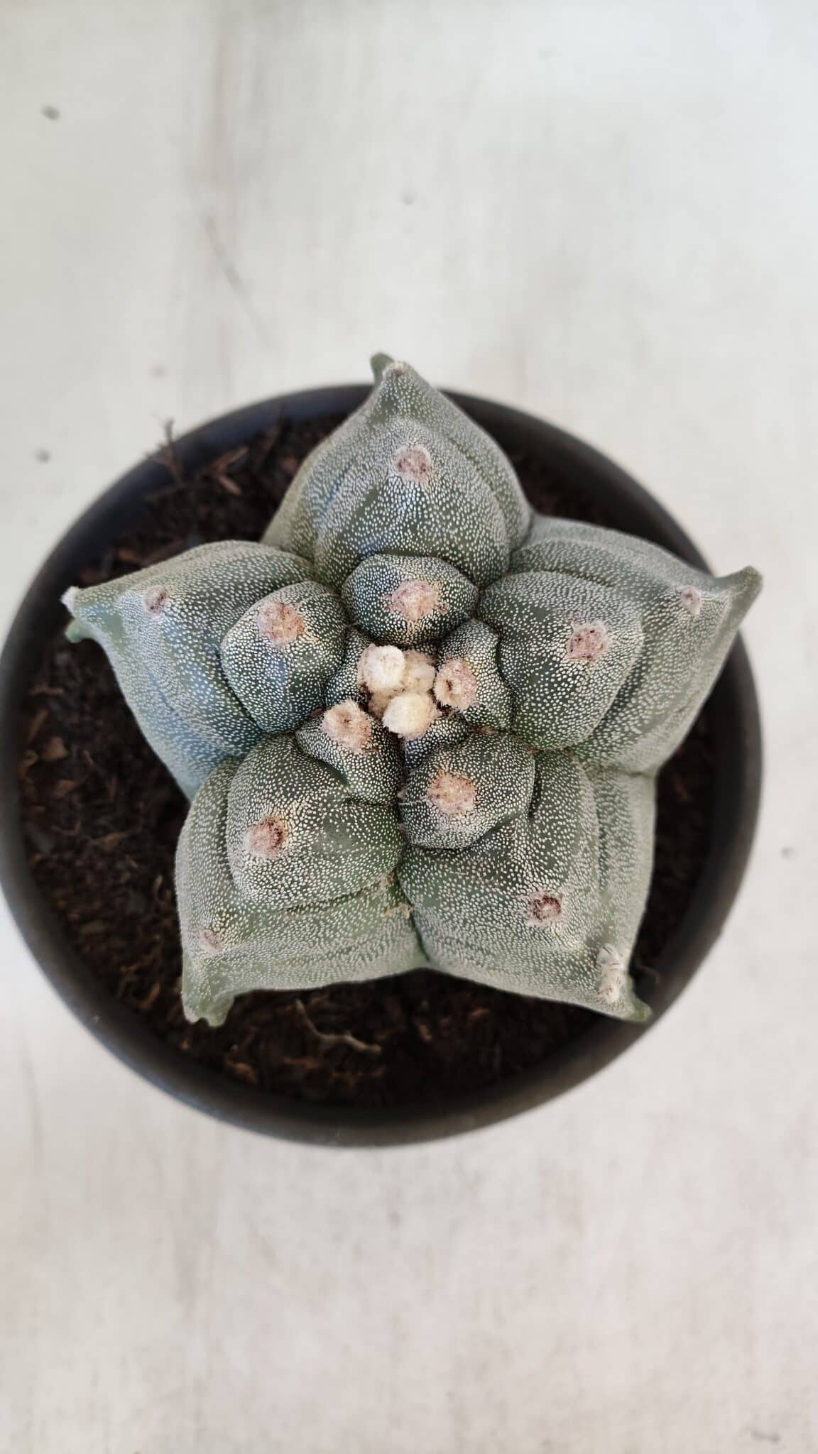 MATRIZ ASTROPHYTUM cv KIKKO  Nº 942 – vaso 15