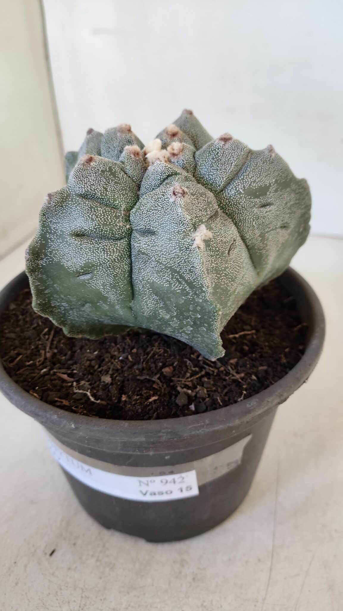 MATRIZ ASTROPHYTUM cv KIKKO  Nº 942 – vaso 15