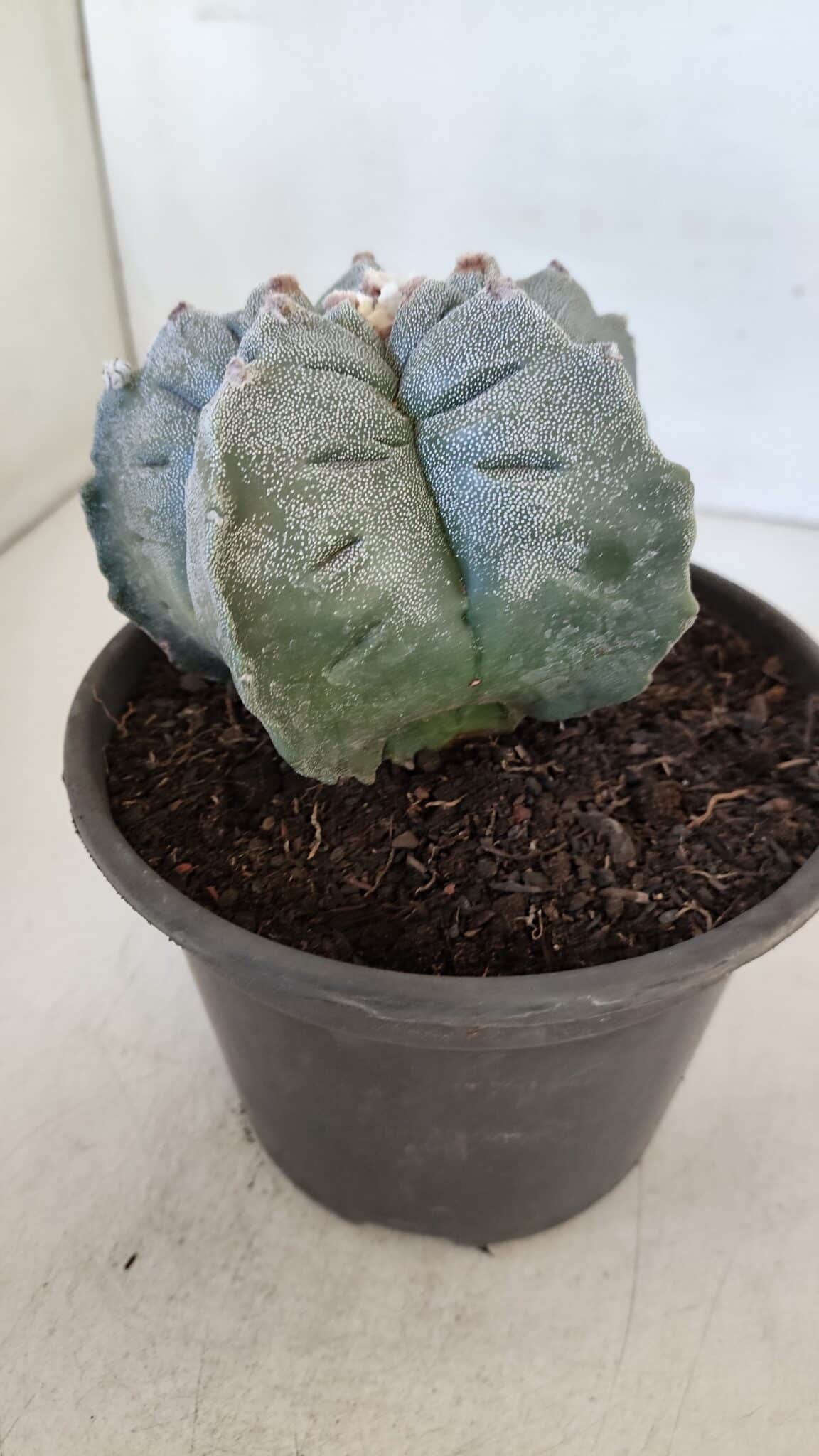 MATRIZ ASTROPHYTUM cv KIKKO  Nº 942 – vaso 15
