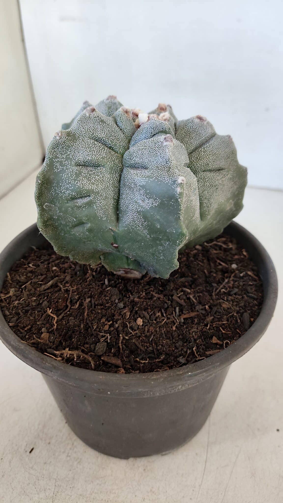 MATRIZ ASTROPHYTUM cv KIKKO  Nº 942 – vaso 15