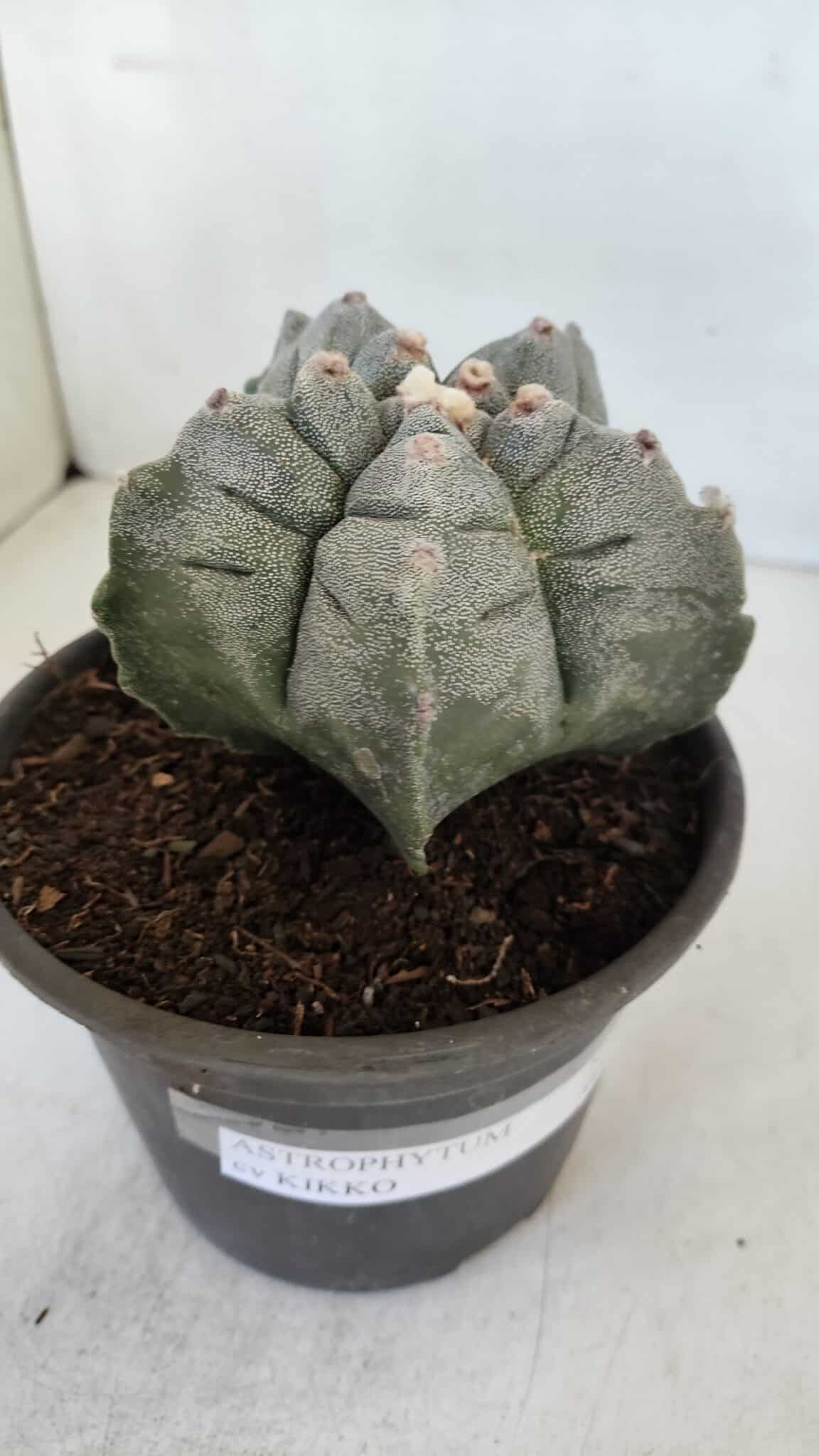MATRIZ ASTROPHYTUM cv KIKKO  Nº 942 – vaso 15