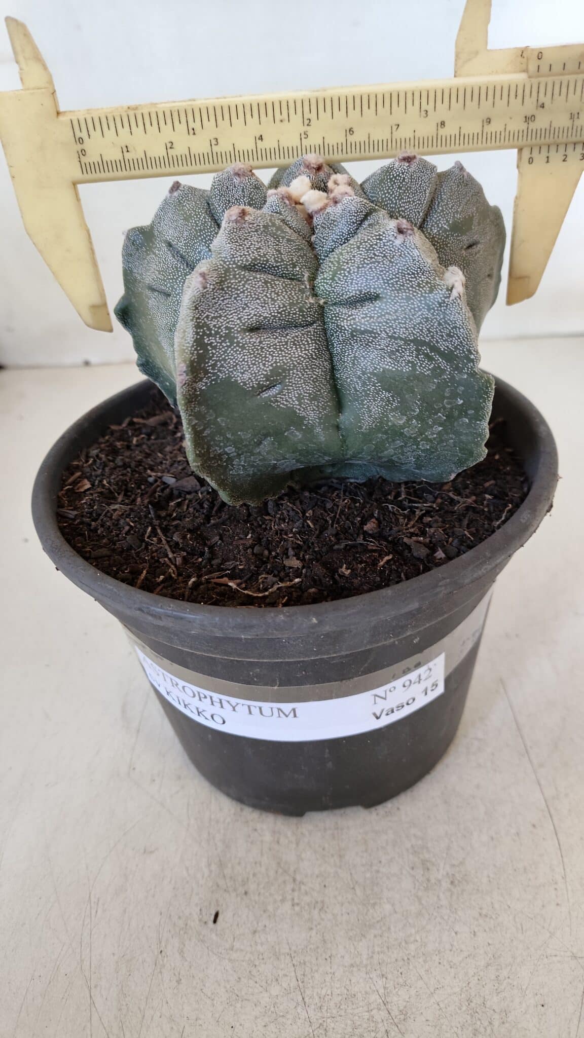 MATRIZ ASTROPHYTUM cv KIKKO  Nº 942 – vaso 15
