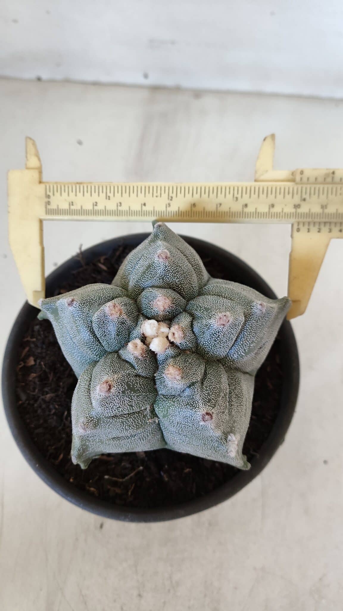 MATRIZ ASTROPHYTUM cv KIKKO  Nº 942 – vaso 15