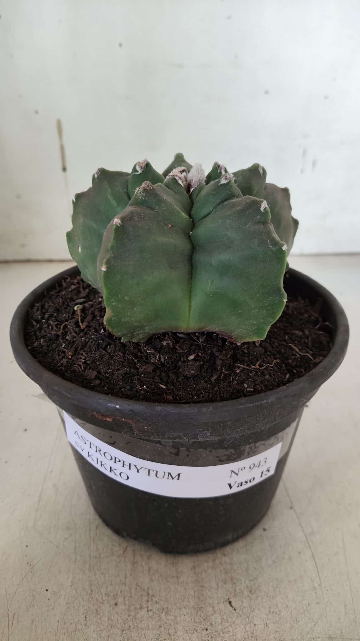 ASTROPHYTUM cv KIKKO  Nº 943 – vaso 15