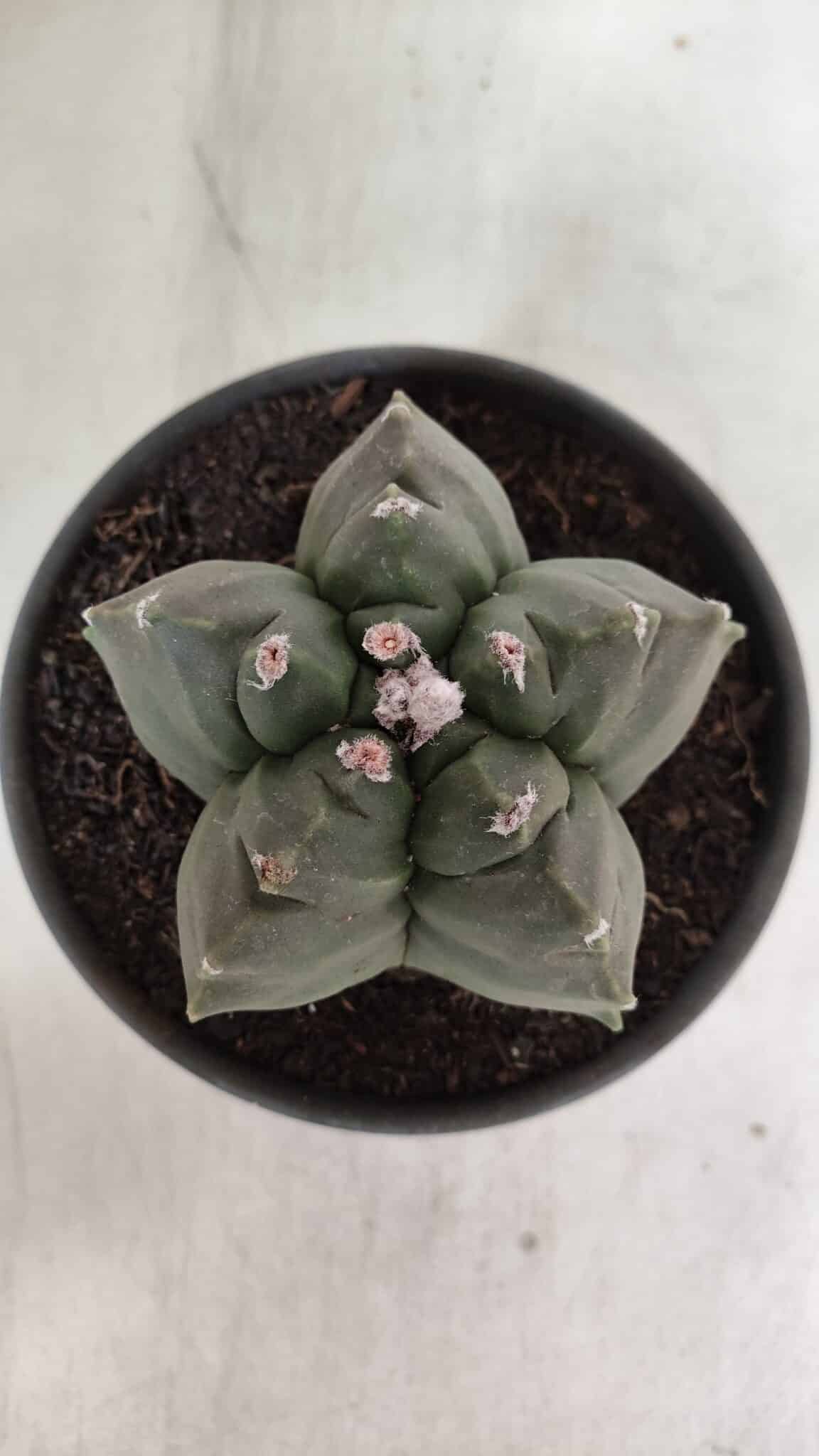 ASTROPHYTUM cv KIKKO  Nº 943 – vaso 15