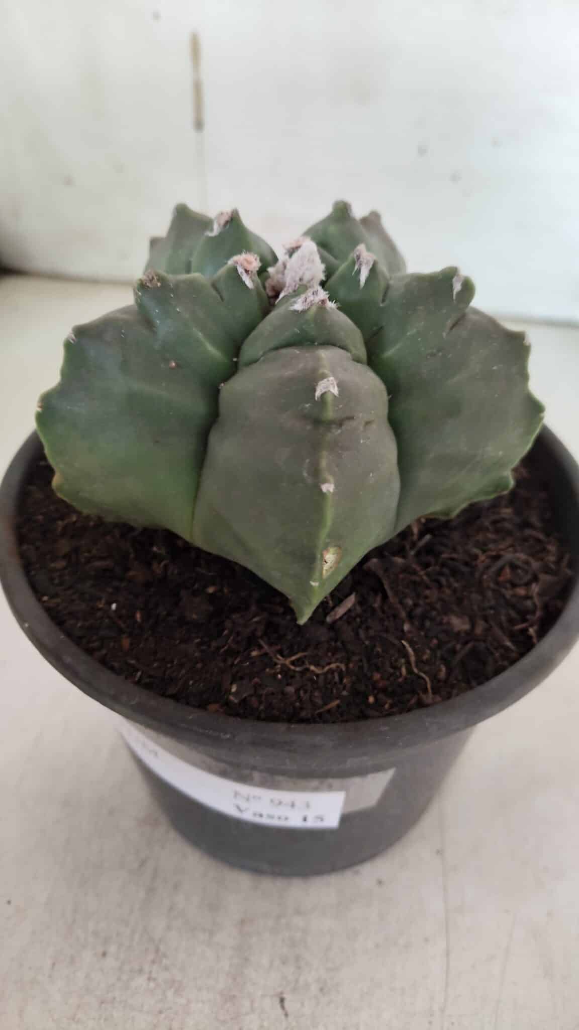 ASTROPHYTUM cv KIKKO  Nº 943 – vaso 15