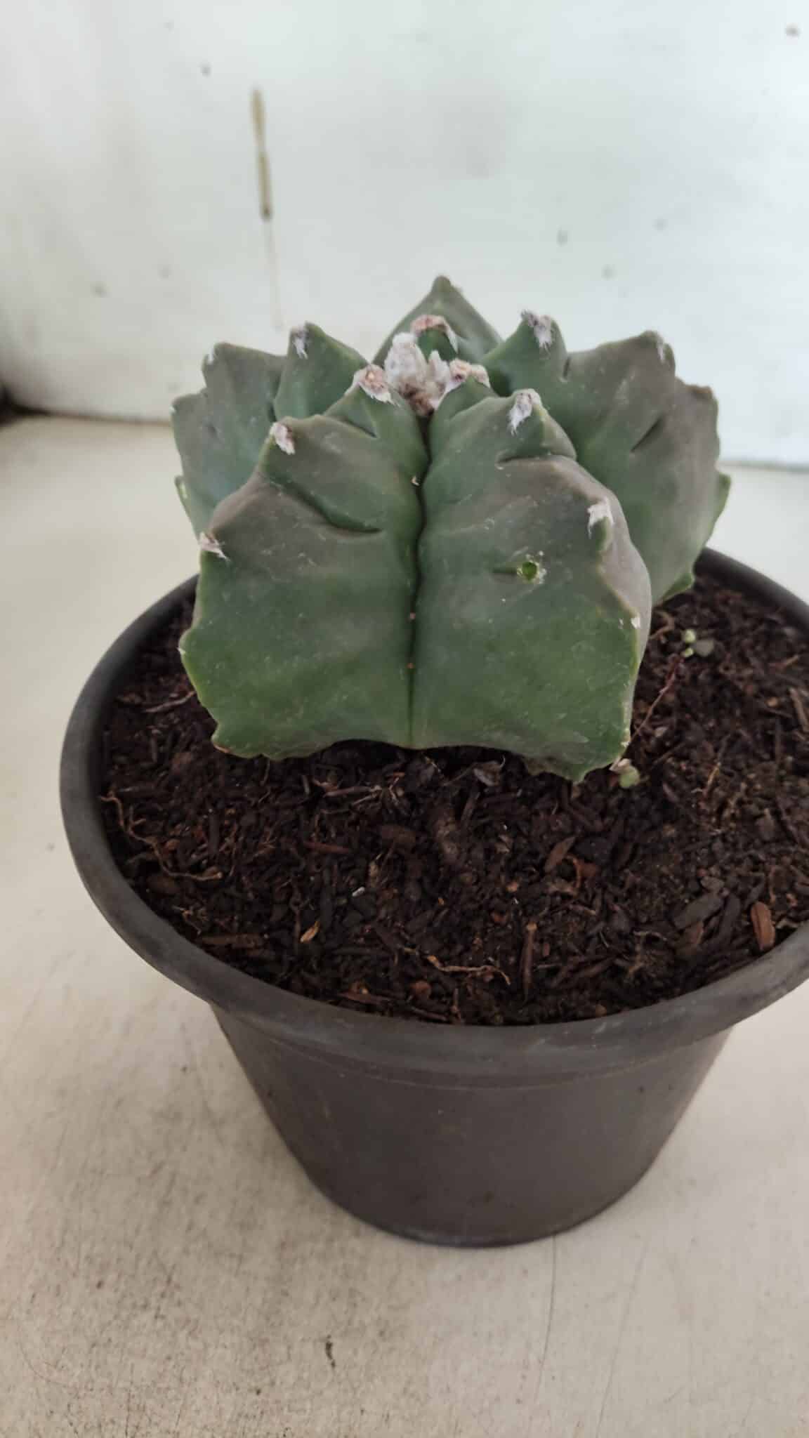ASTROPHYTUM cv KIKKO  Nº 943 – vaso 15
