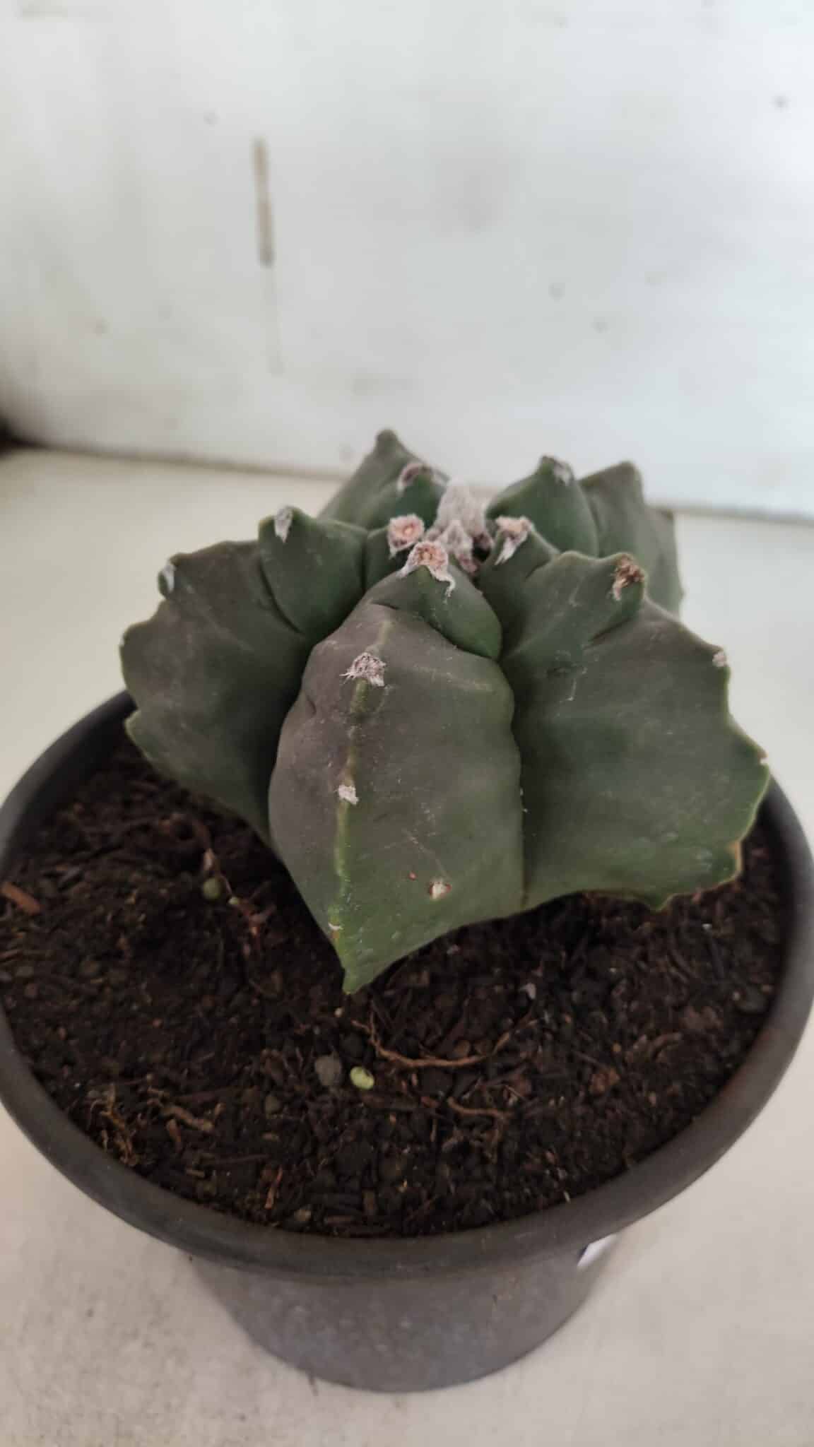 ASTROPHYTUM cv KIKKO  Nº 943 – vaso 15