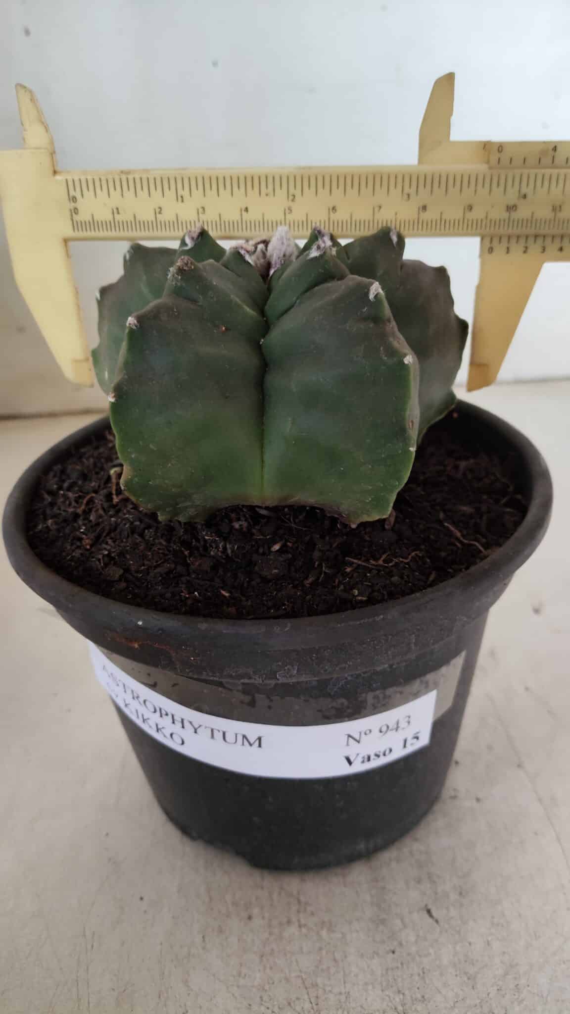 ASTROPHYTUM cv KIKKO  Nº 943 – vaso 15