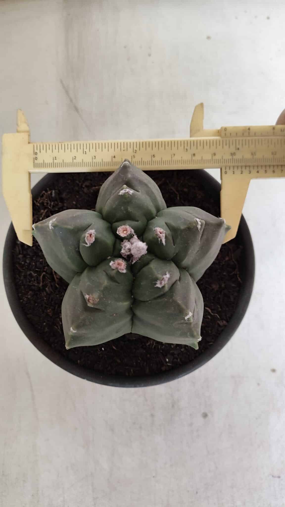 ASTROPHYTUM cv KIKKO  Nº 943 – vaso 15
