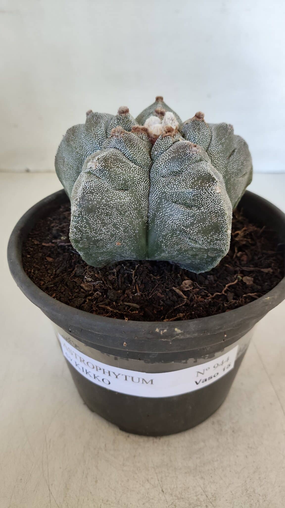 MATRIZ ASTROPHYTUM cv KIKKO  Nº 944 – vaso 15