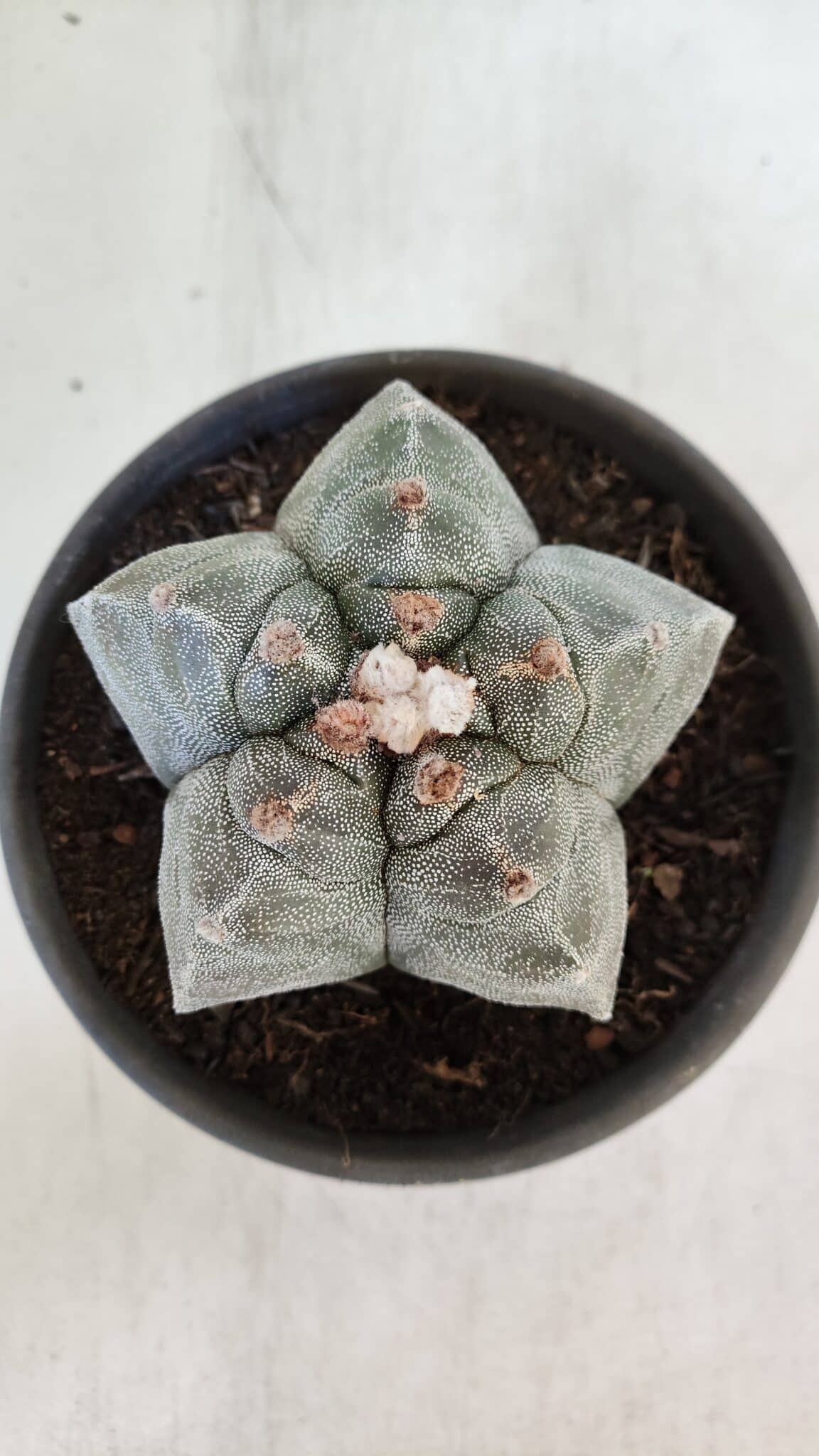 MATRIZ ASTROPHYTUM cv KIKKO  Nº 944 – vaso 15