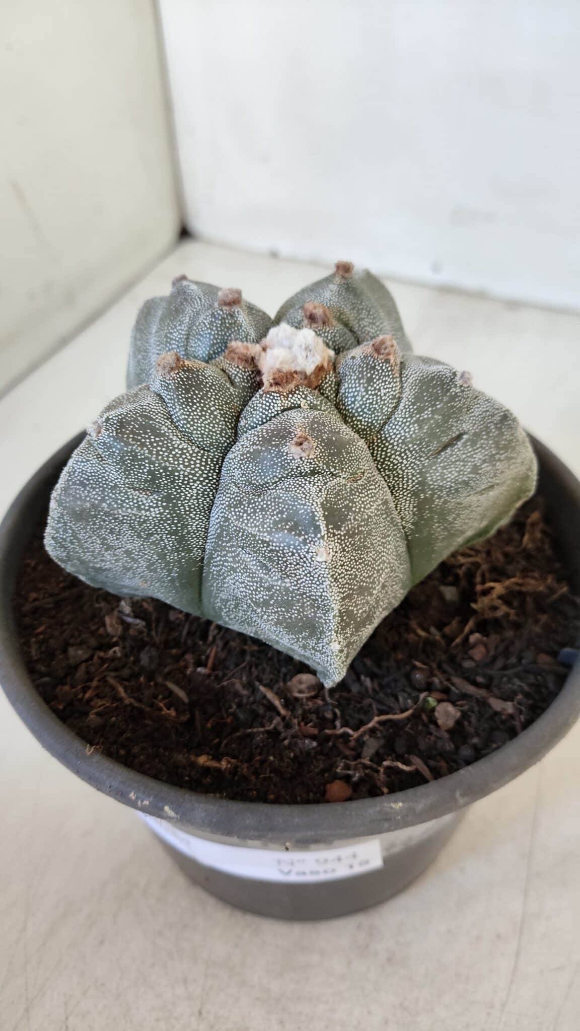MATRIZ ASTROPHYTUM cv KIKKO  Nº 944 – vaso 15