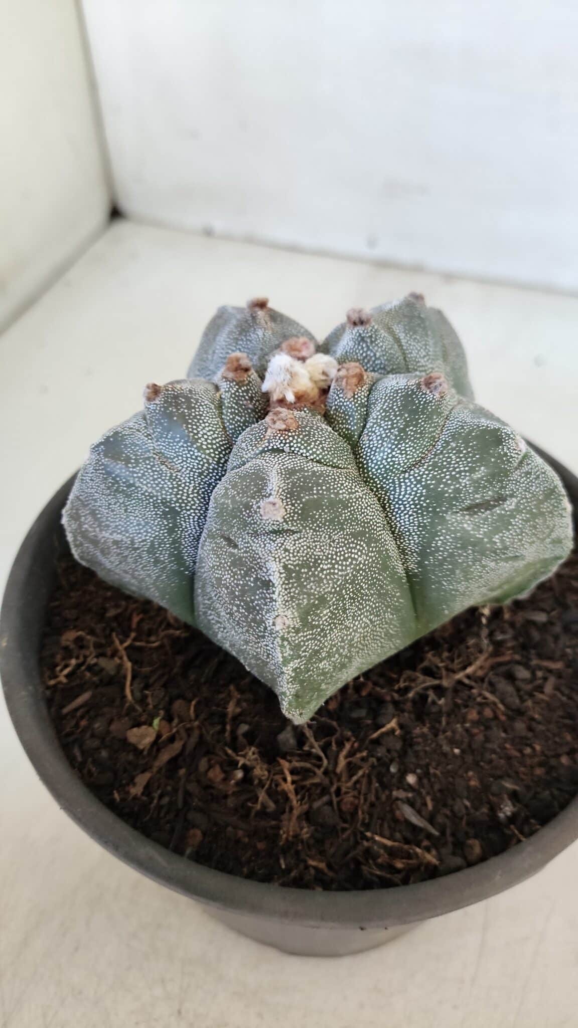 MATRIZ ASTROPHYTUM cv KIKKO  Nº 944 – vaso 15