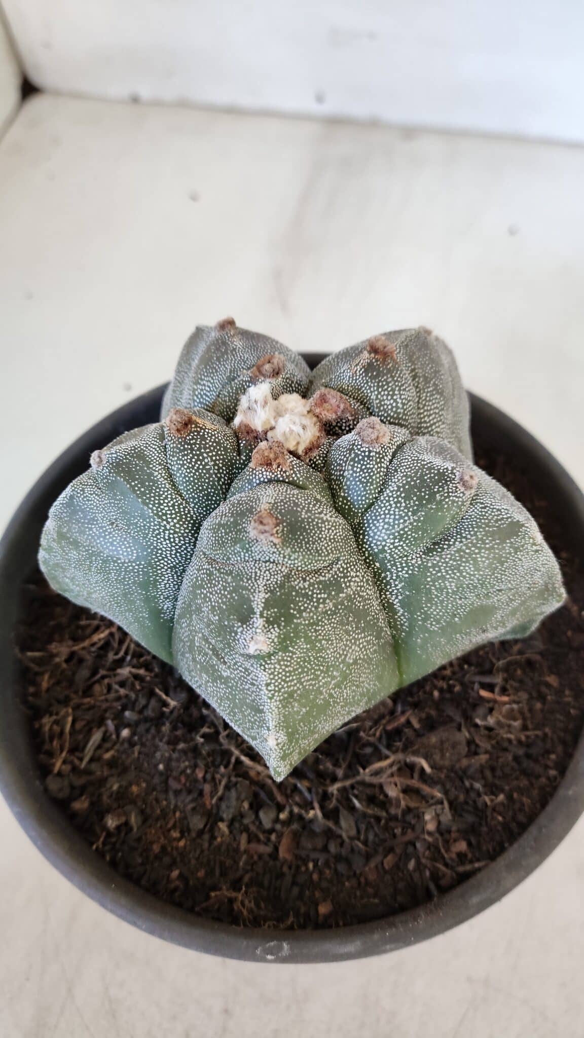 MATRIZ ASTROPHYTUM cv KIKKO  Nº 944 – vaso 15