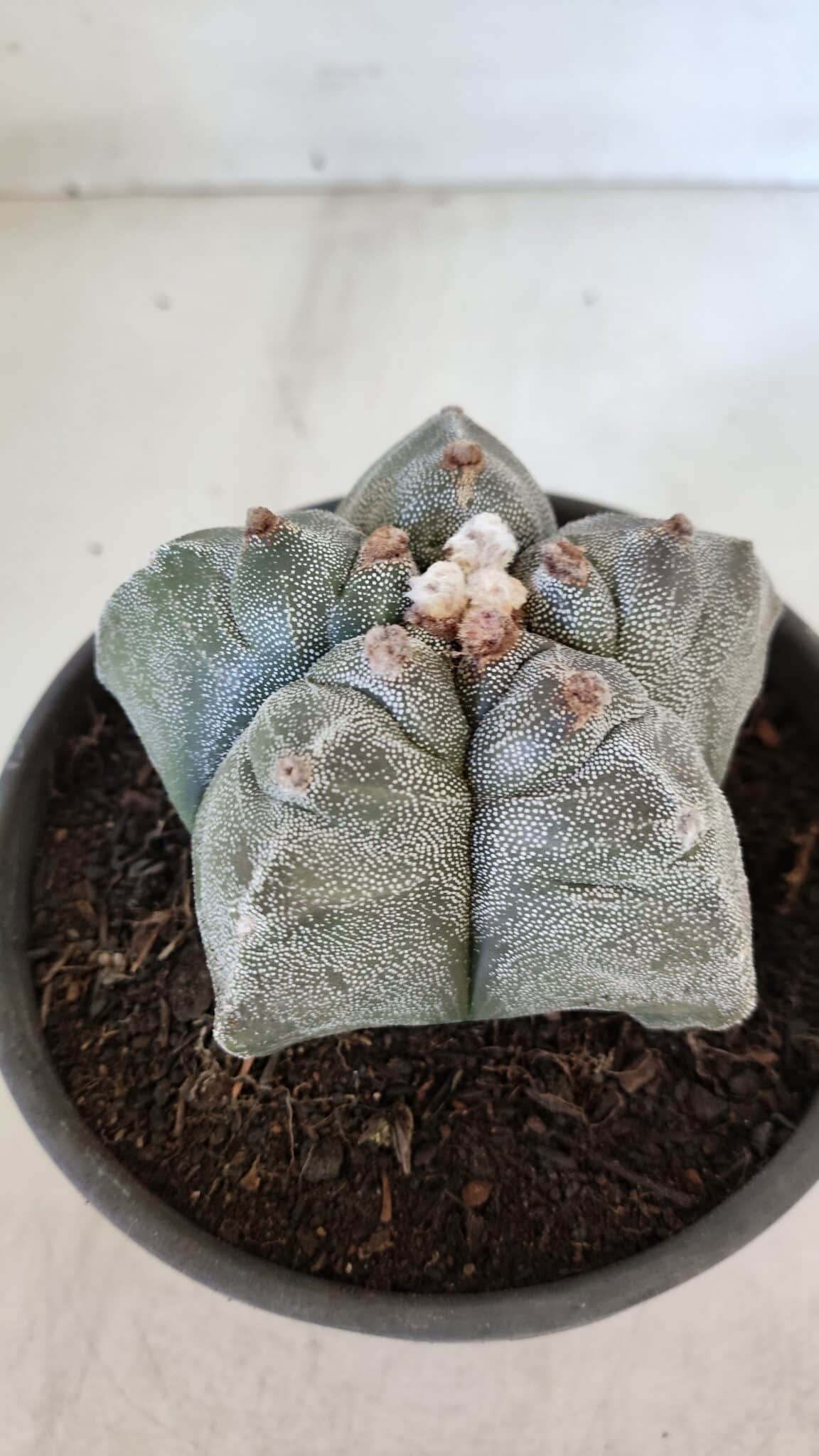 MATRIZ ASTROPHYTUM cv KIKKO  Nº 944 – vaso 15