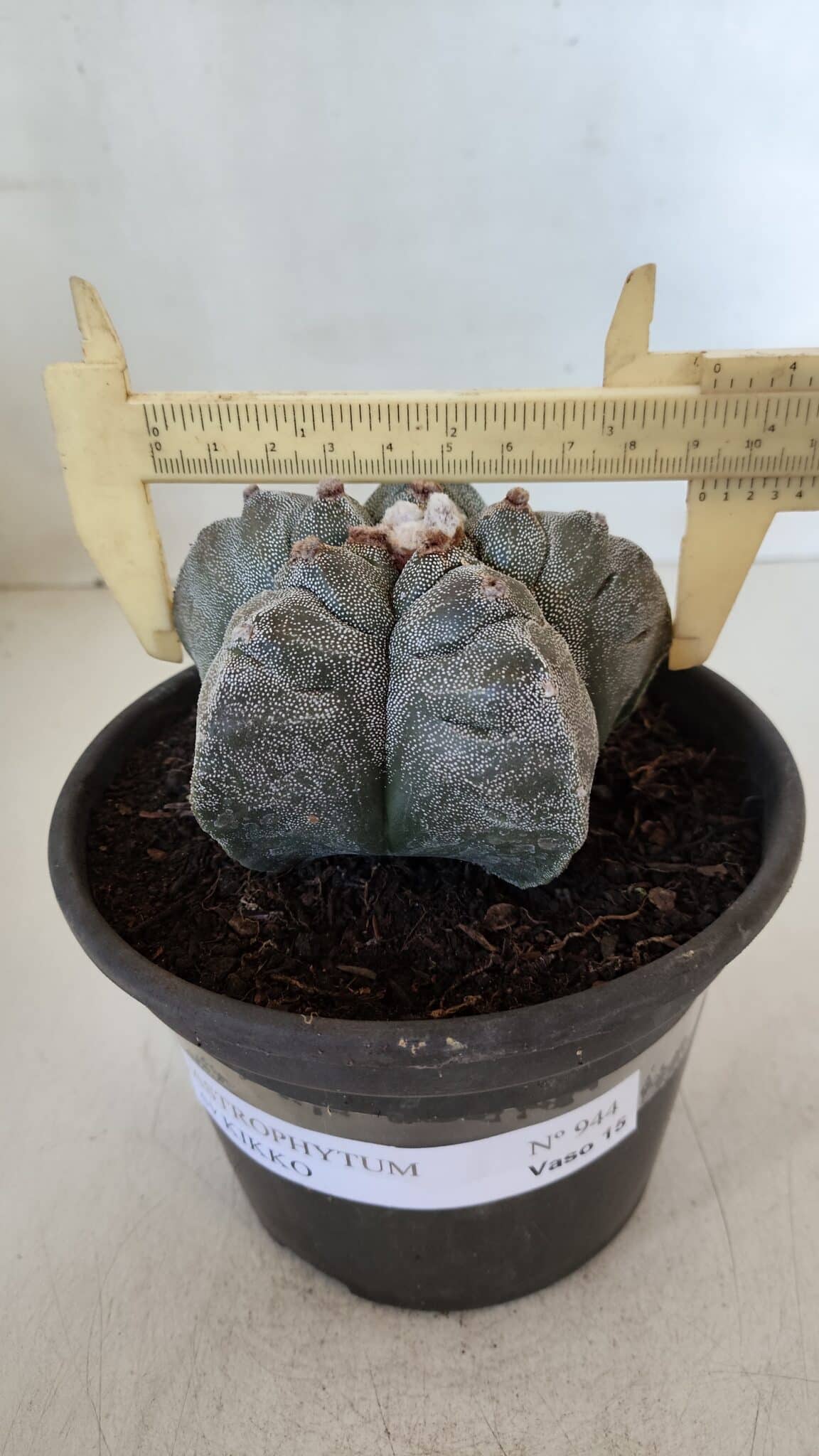 MATRIZ ASTROPHYTUM cv KIKKO  Nº 944 – vaso 15
