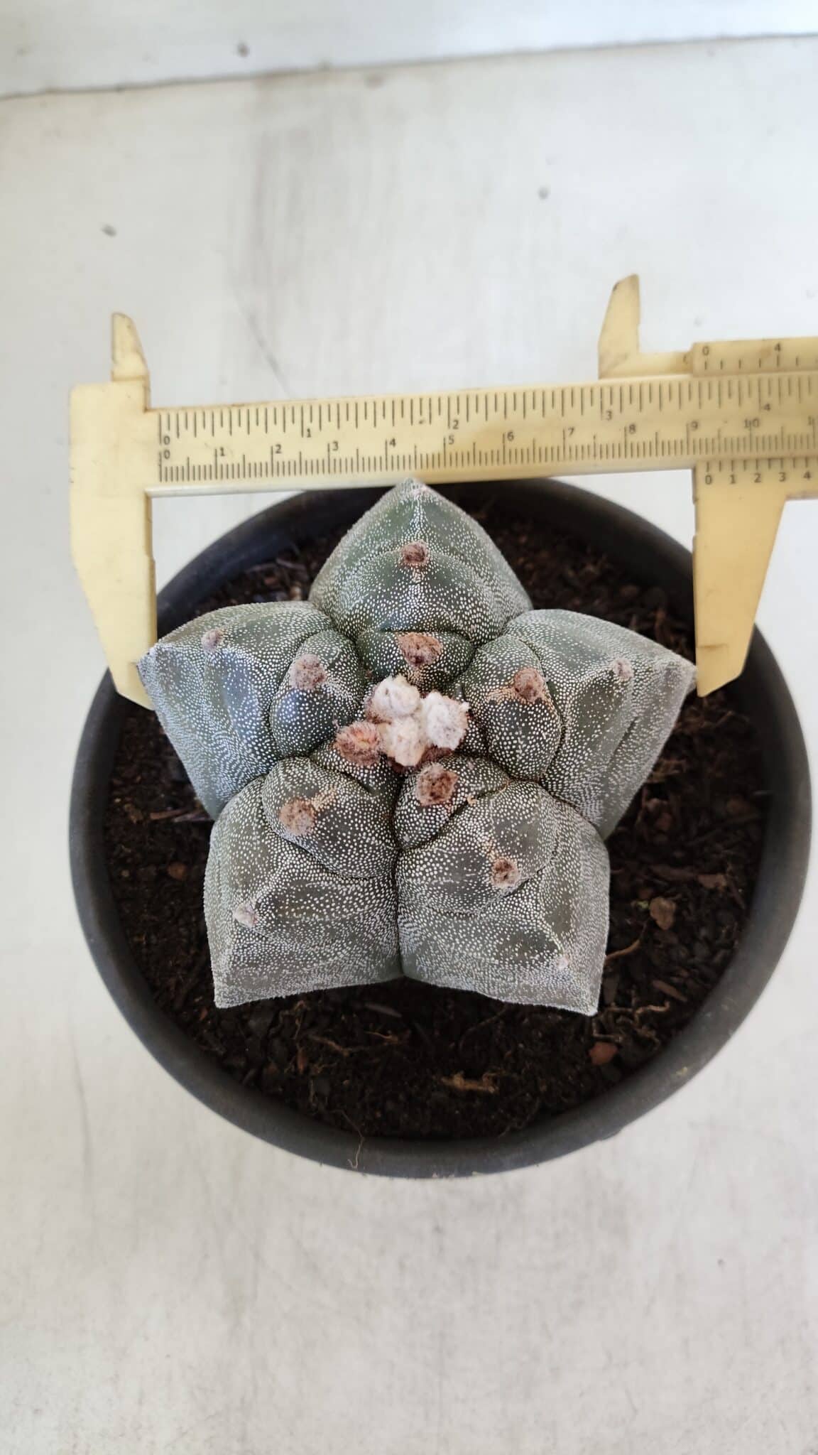 MATRIZ ASTROPHYTUM cv KIKKO  Nº 944 – vaso 15