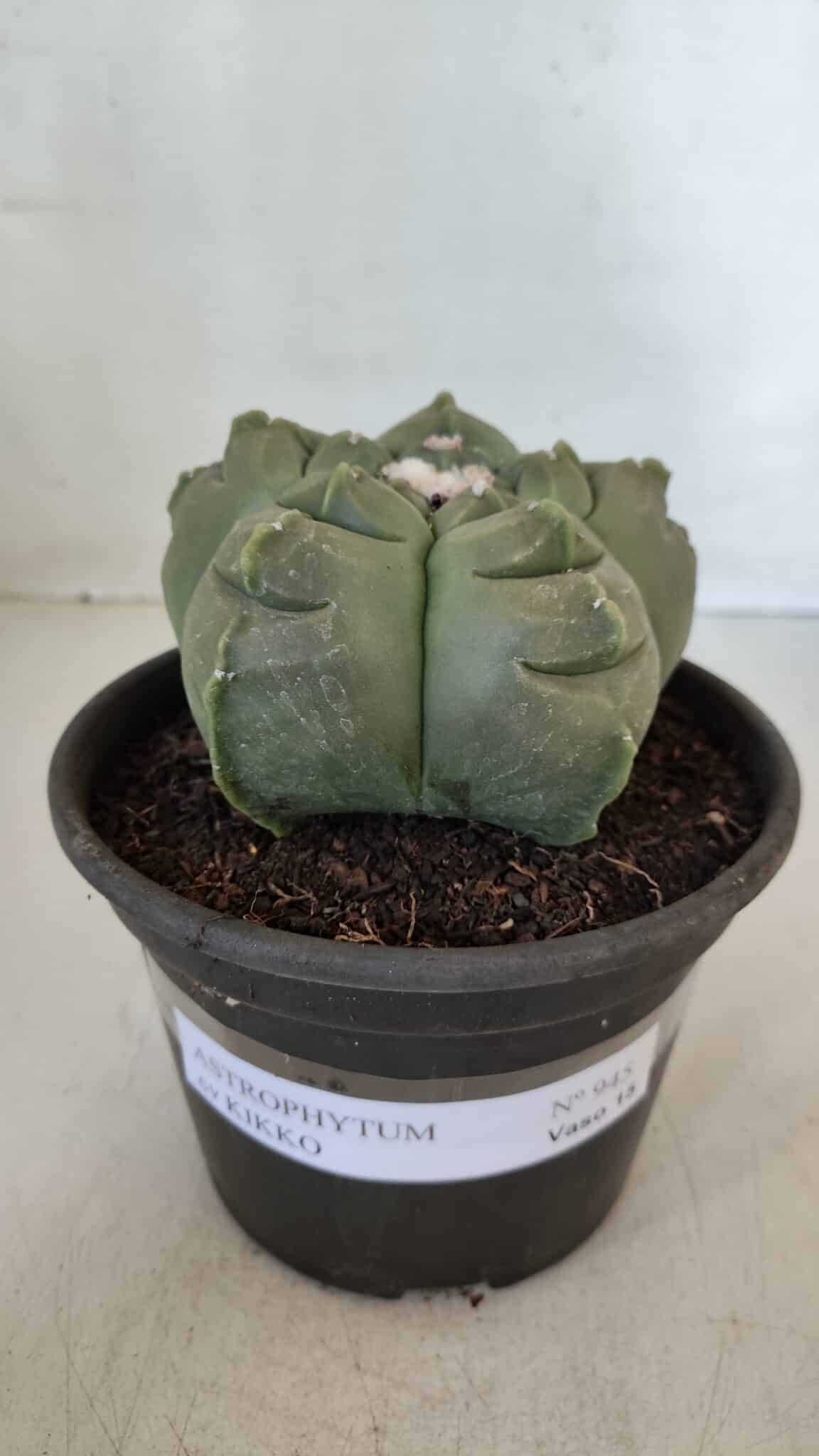 MATRIZ ASTROPHYTUM cv KIKKO  Nº 945 – vaso 15