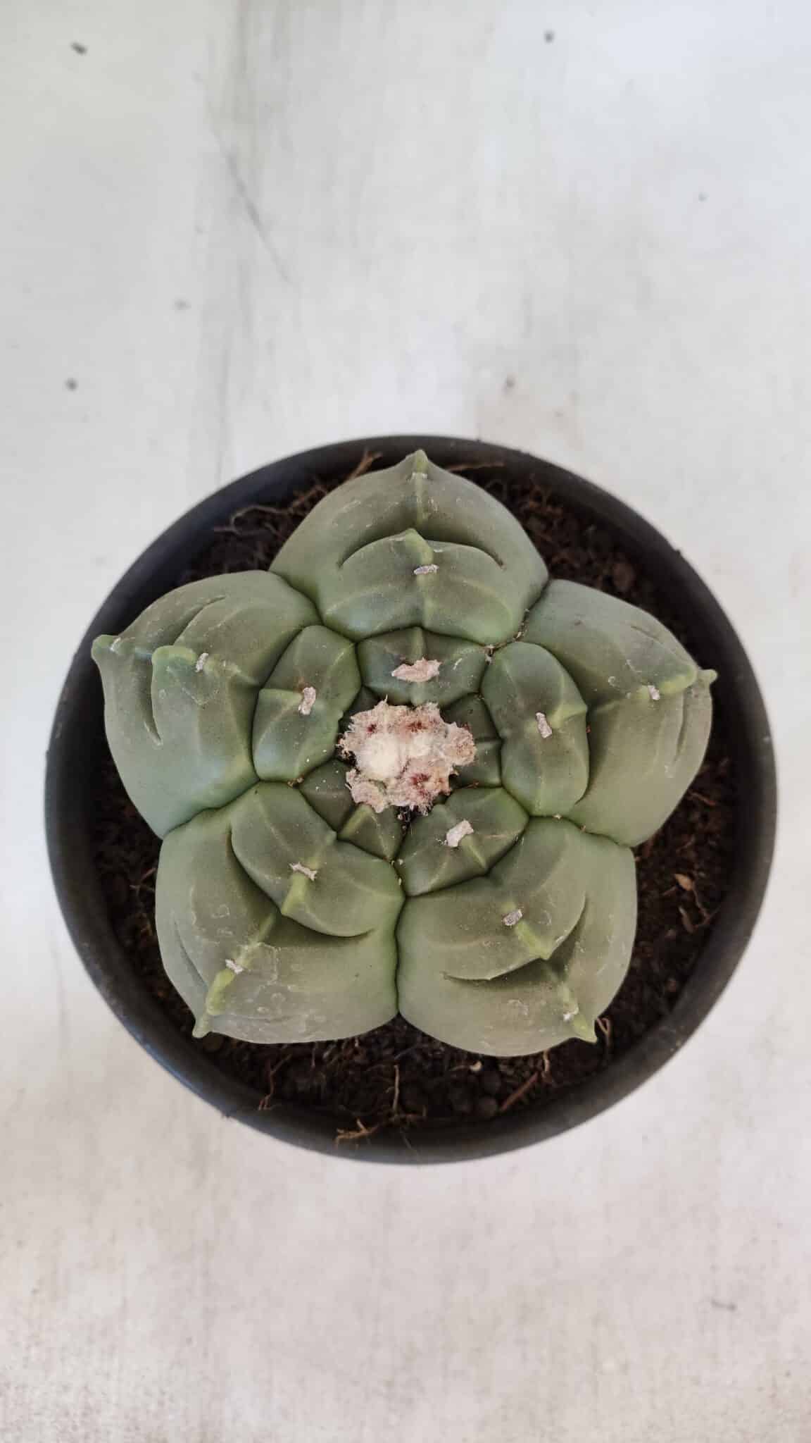 MATRIZ ASTROPHYTUM cv KIKKO  Nº 945 – vaso 15