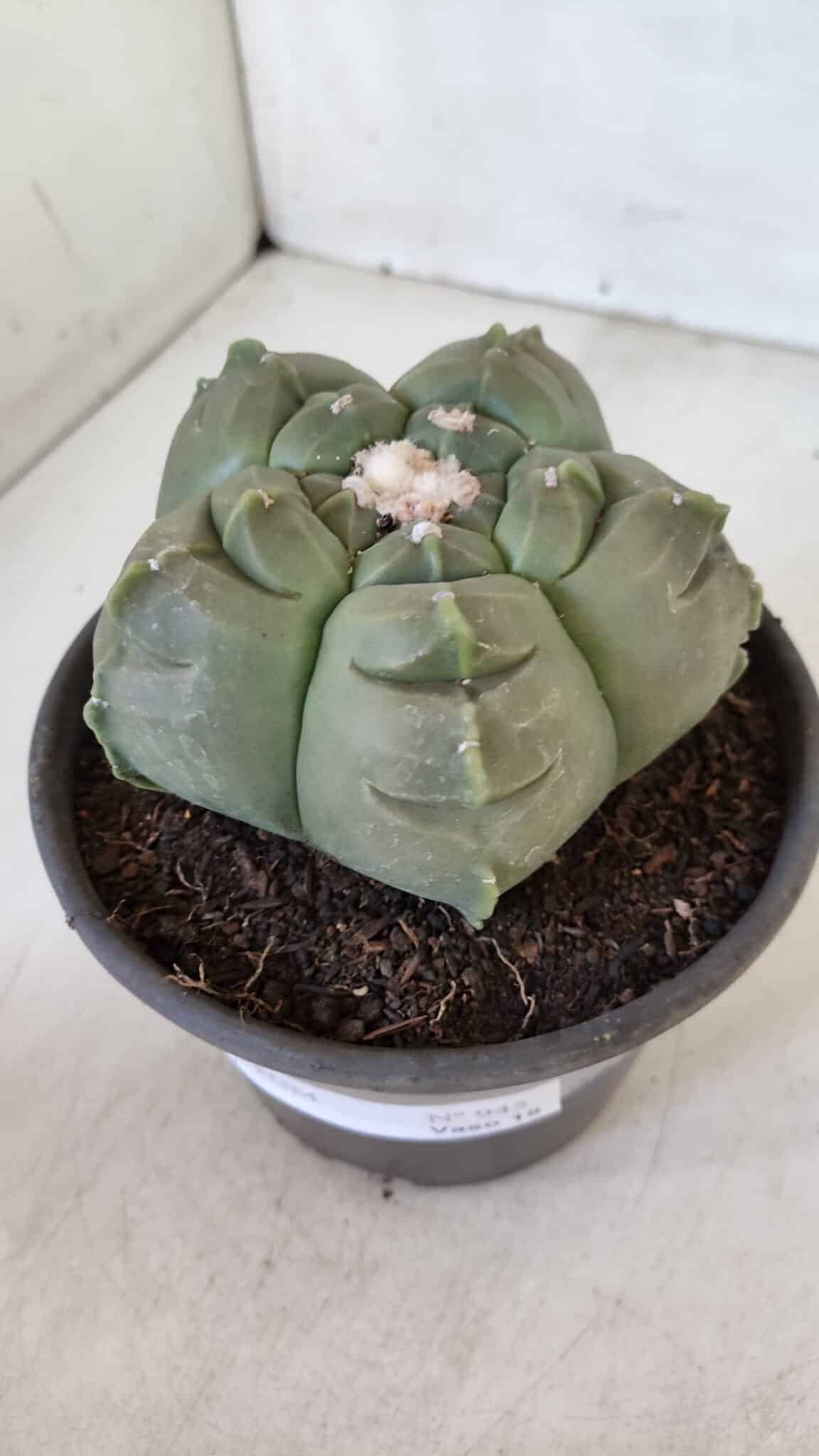 MATRIZ ASTROPHYTUM cv KIKKO  Nº 945 – vaso 15