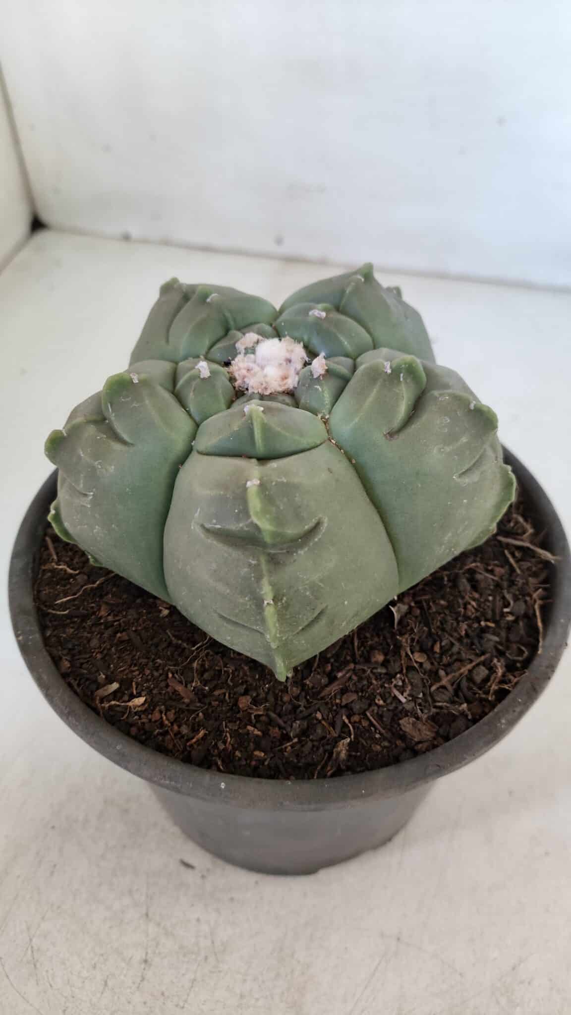MATRIZ ASTROPHYTUM cv KIKKO  Nº 945 – vaso 15