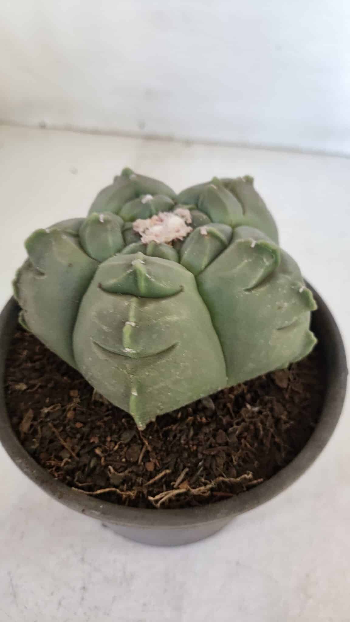 MATRIZ ASTROPHYTUM cv KIKKO  Nº 945 – vaso 15