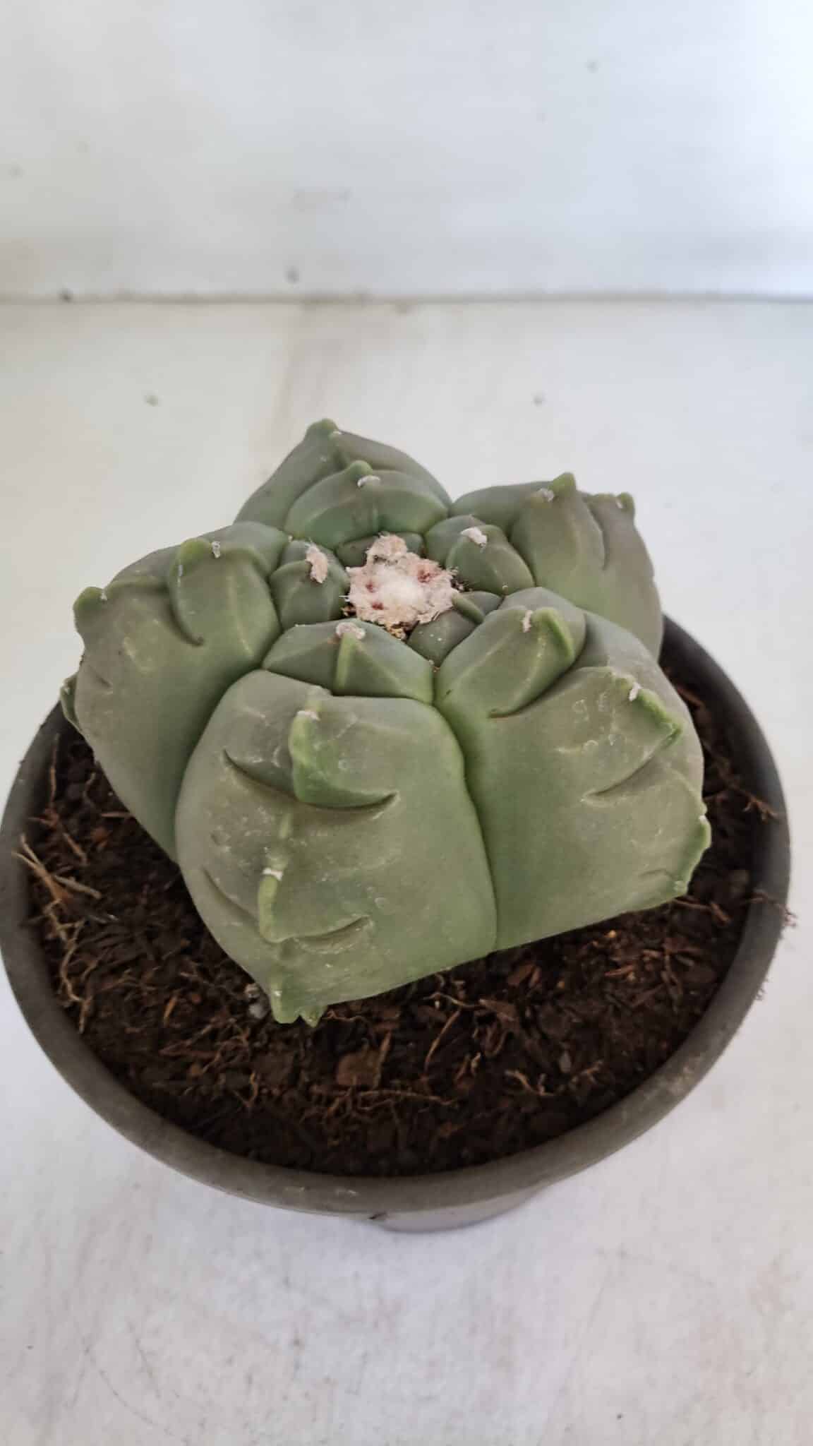 MATRIZ ASTROPHYTUM cv KIKKO  Nº 945 – vaso 15