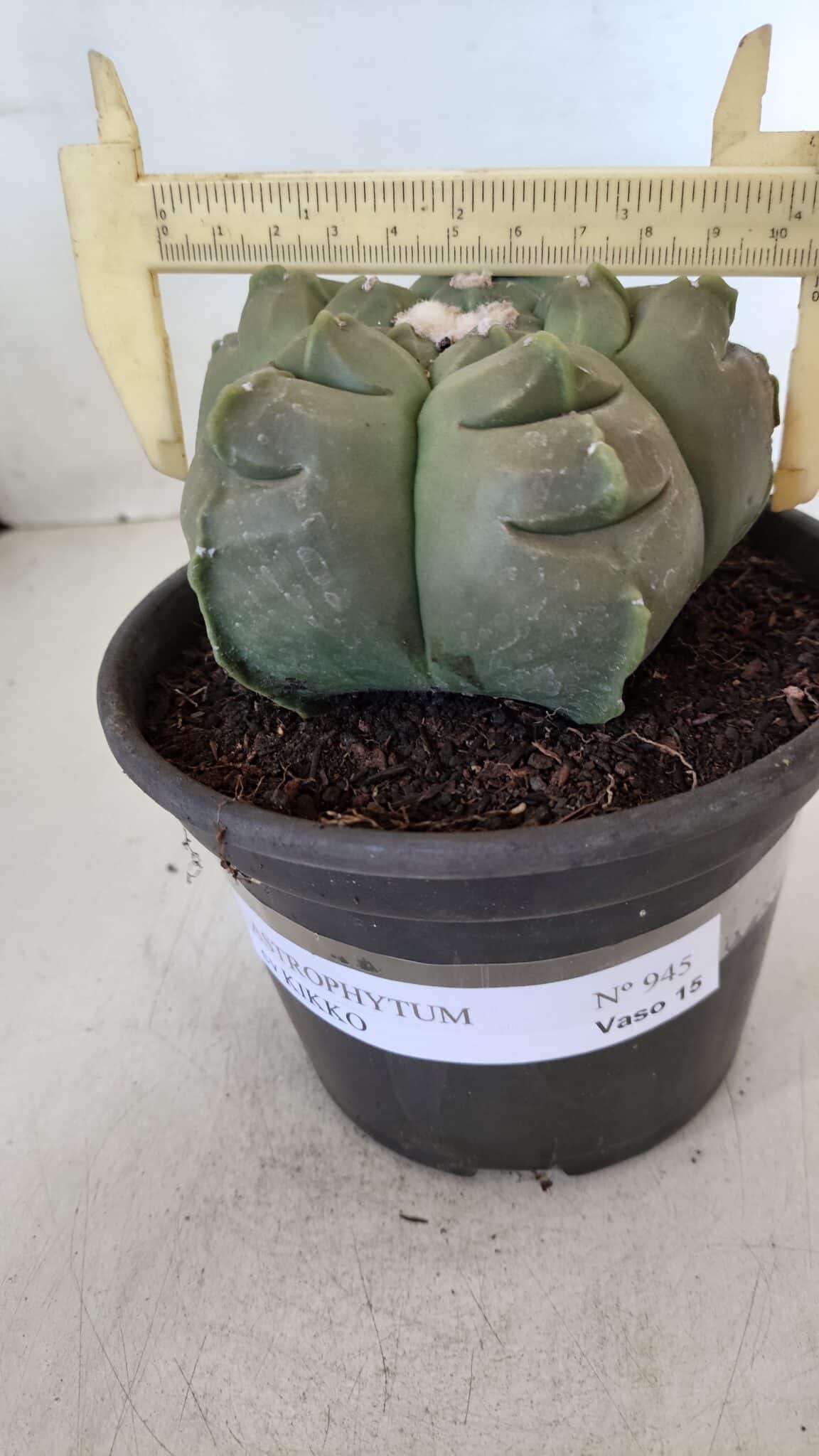 MATRIZ ASTROPHYTUM cv KIKKO  Nº 945 – vaso 15