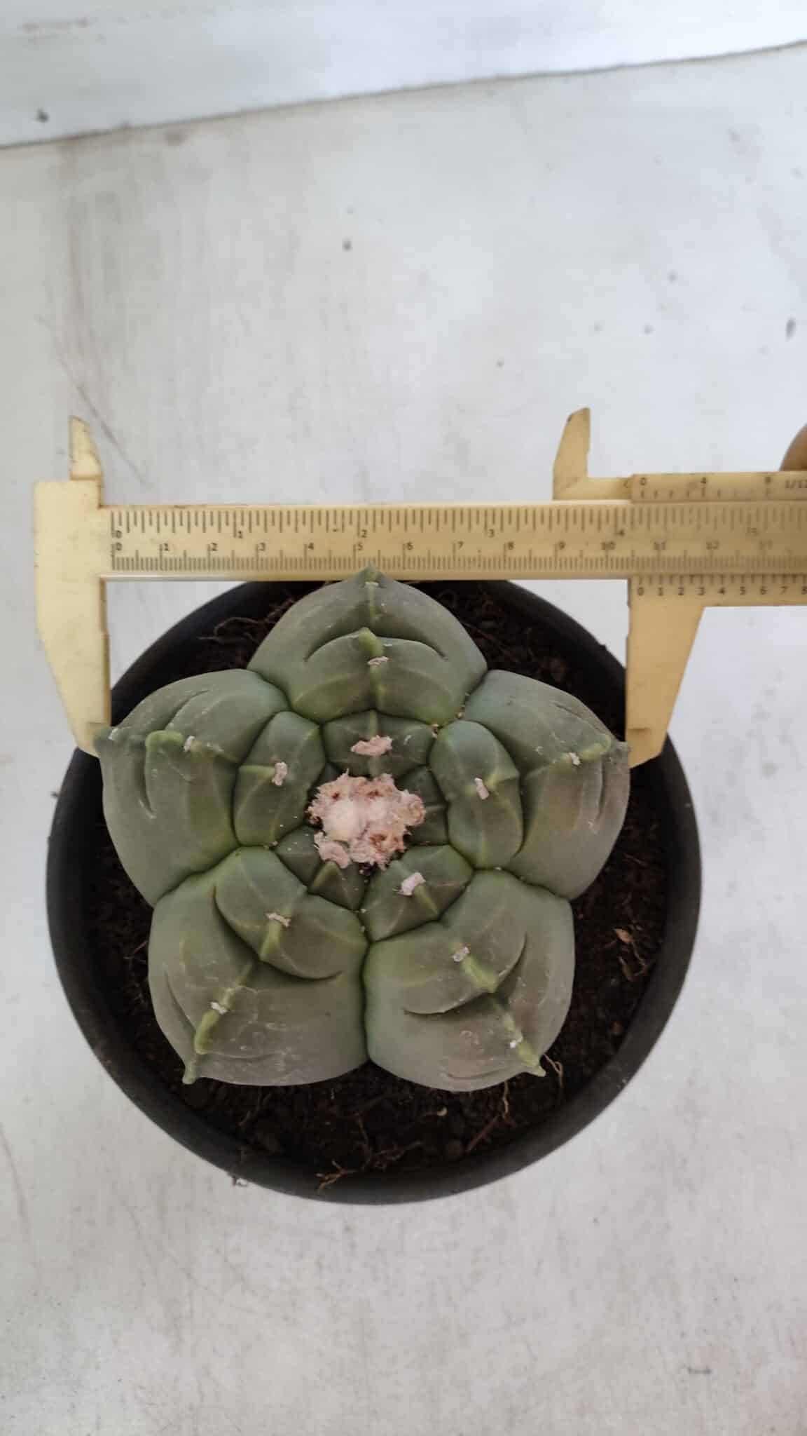 MATRIZ ASTROPHYTUM cv KIKKO  Nº 945 – vaso 15