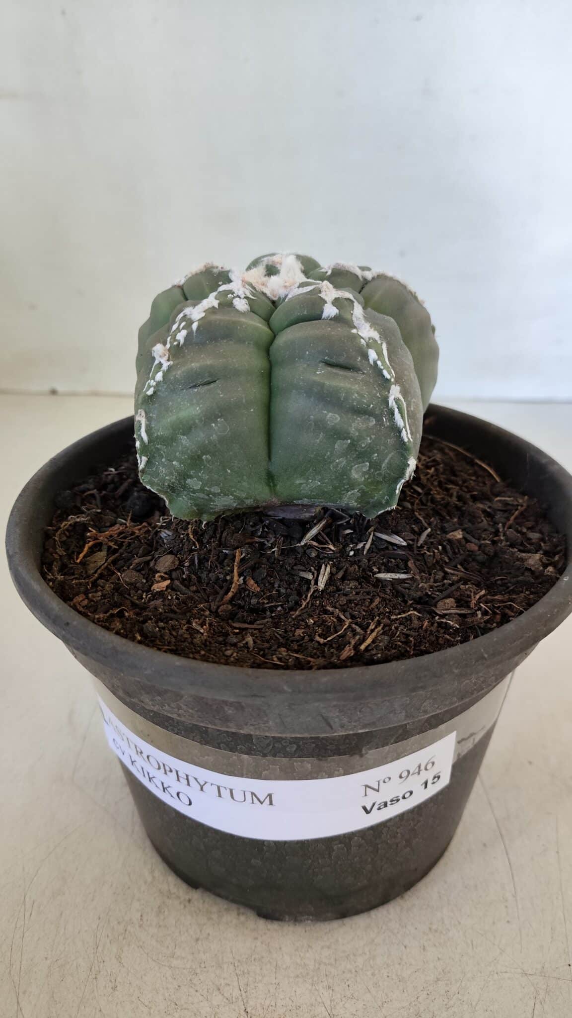 ASTROPHYTUM cv KIKKO  Nº 946 – vaso 15