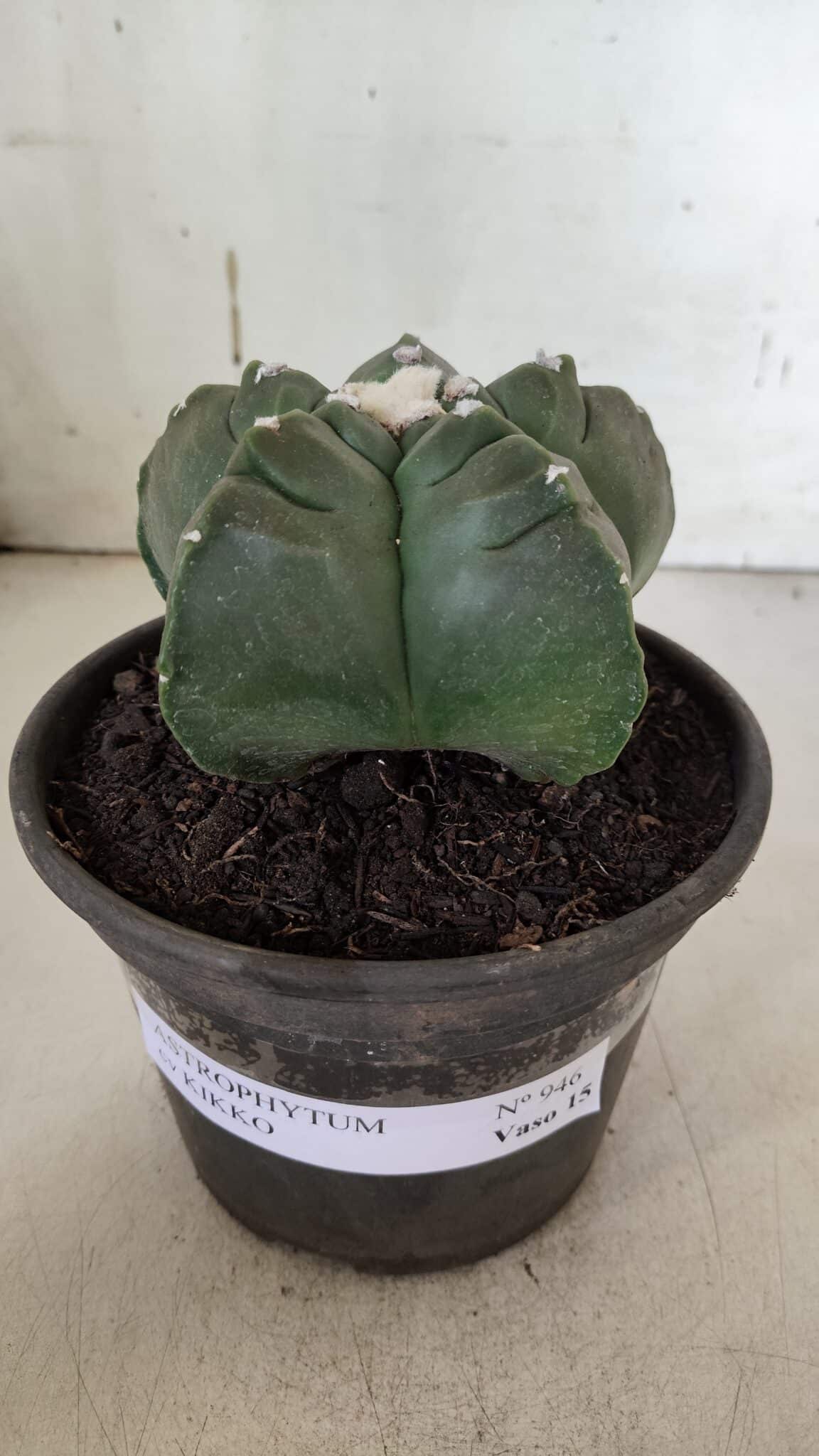 MATRIZ ASTROPHYTUM cv KIKKO  Nº 946 – vaso 15