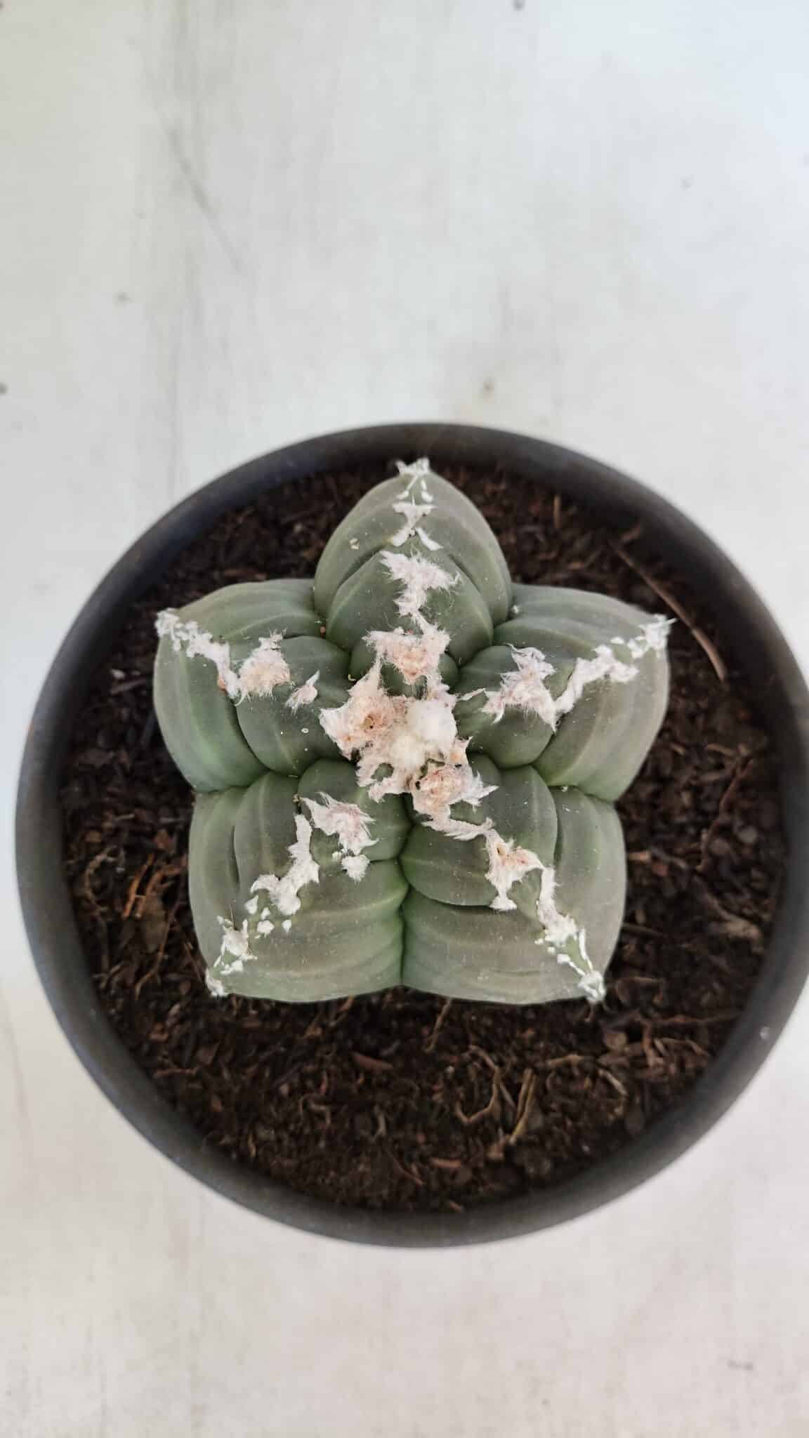 ASTROPHYTUM cv KIKKO  Nº 946 – vaso 15