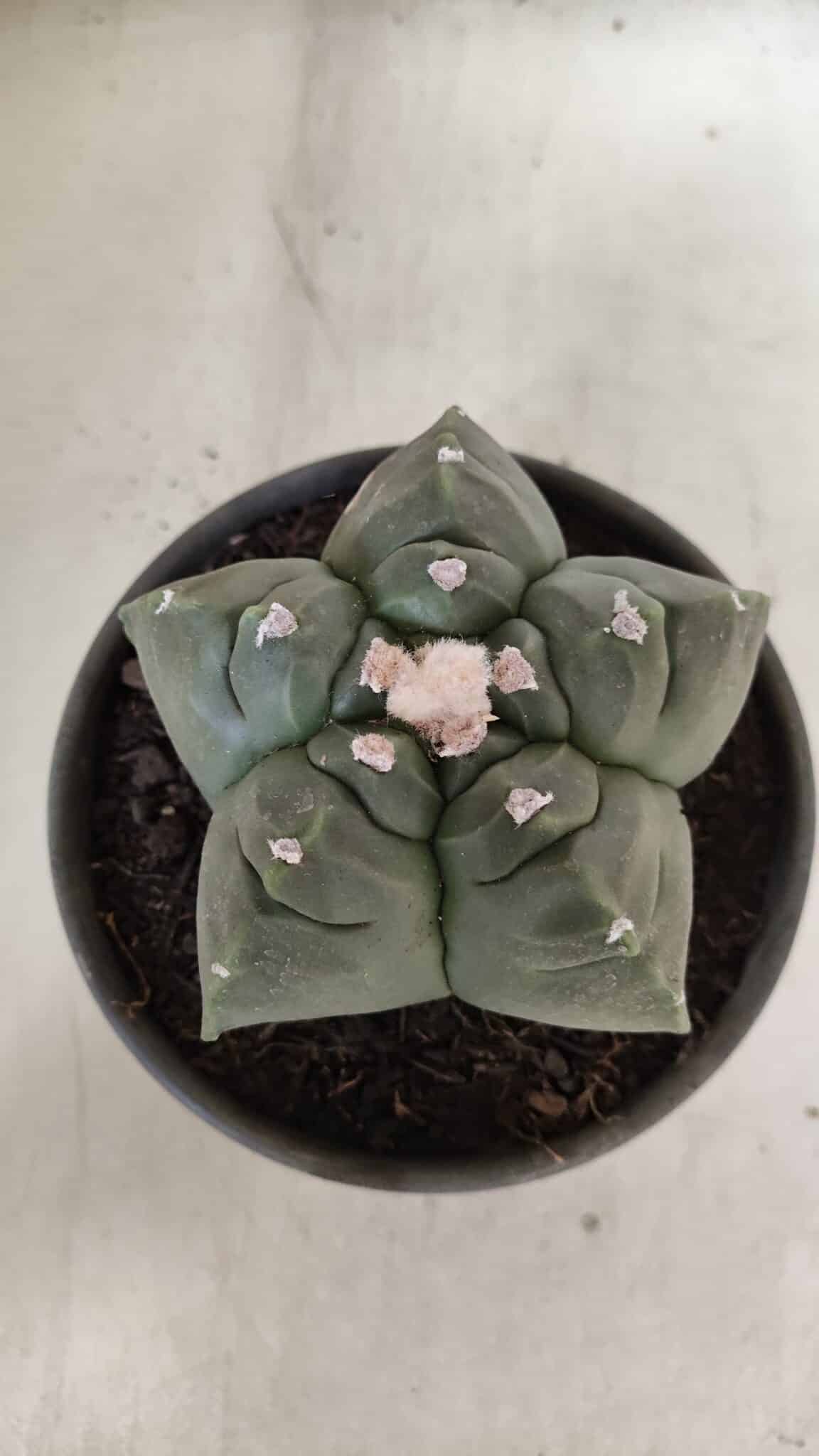 MATRIZ ASTROPHYTUM cv KIKKO  Nº 946 – vaso 15