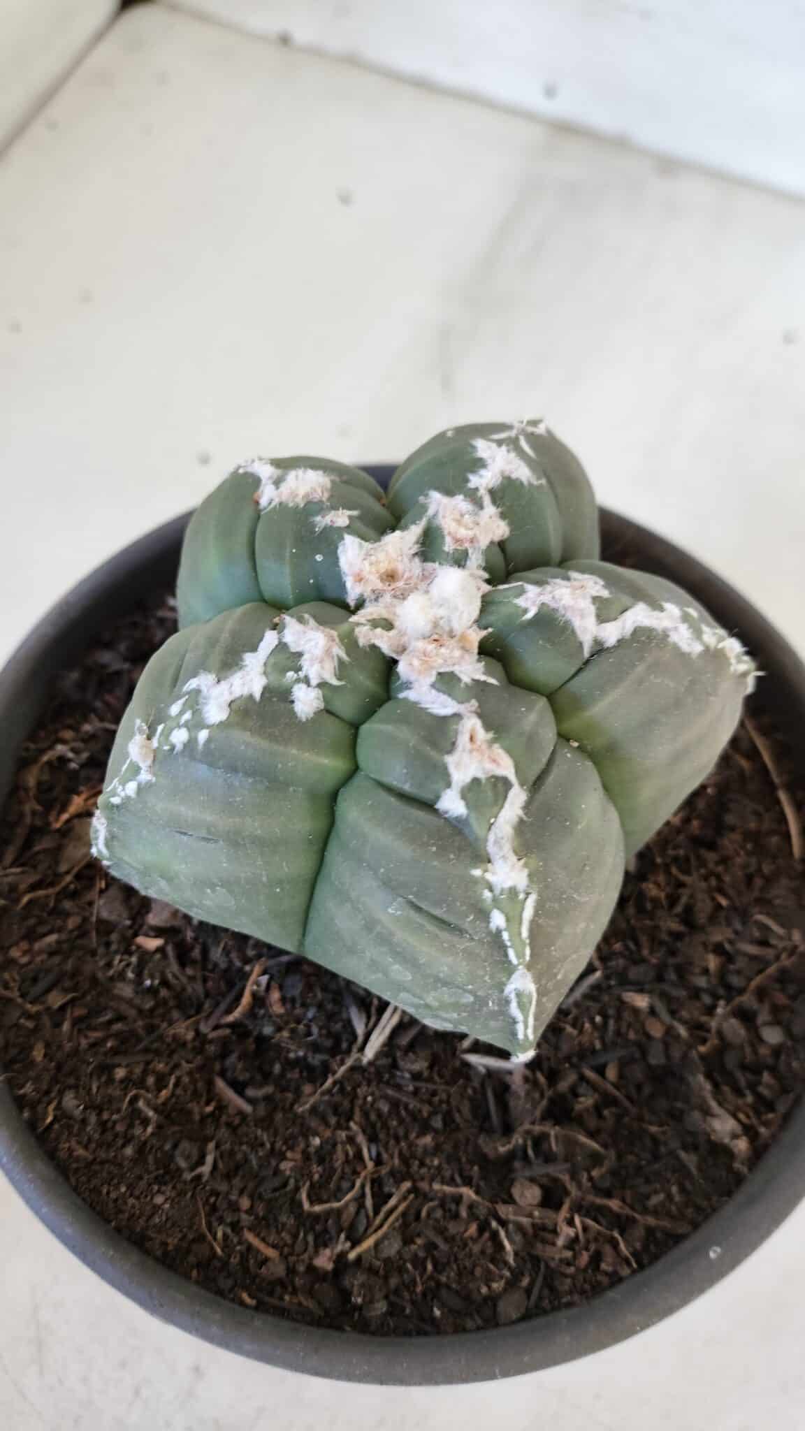 ASTROPHYTUM cv KIKKO  Nº 946 – vaso 15