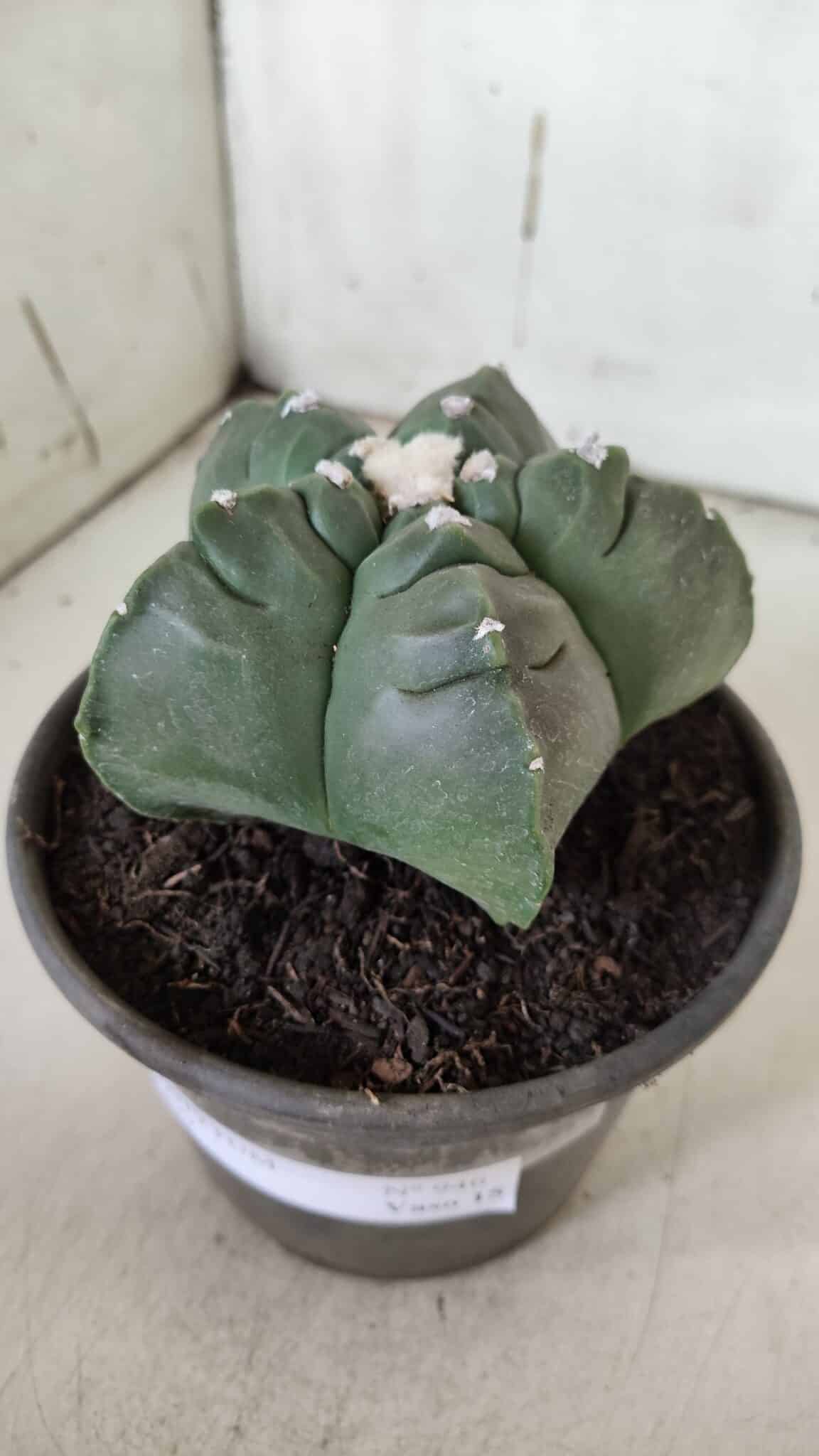 MATRIZ ASTROPHYTUM cv KIKKO  Nº 946 – vaso 15