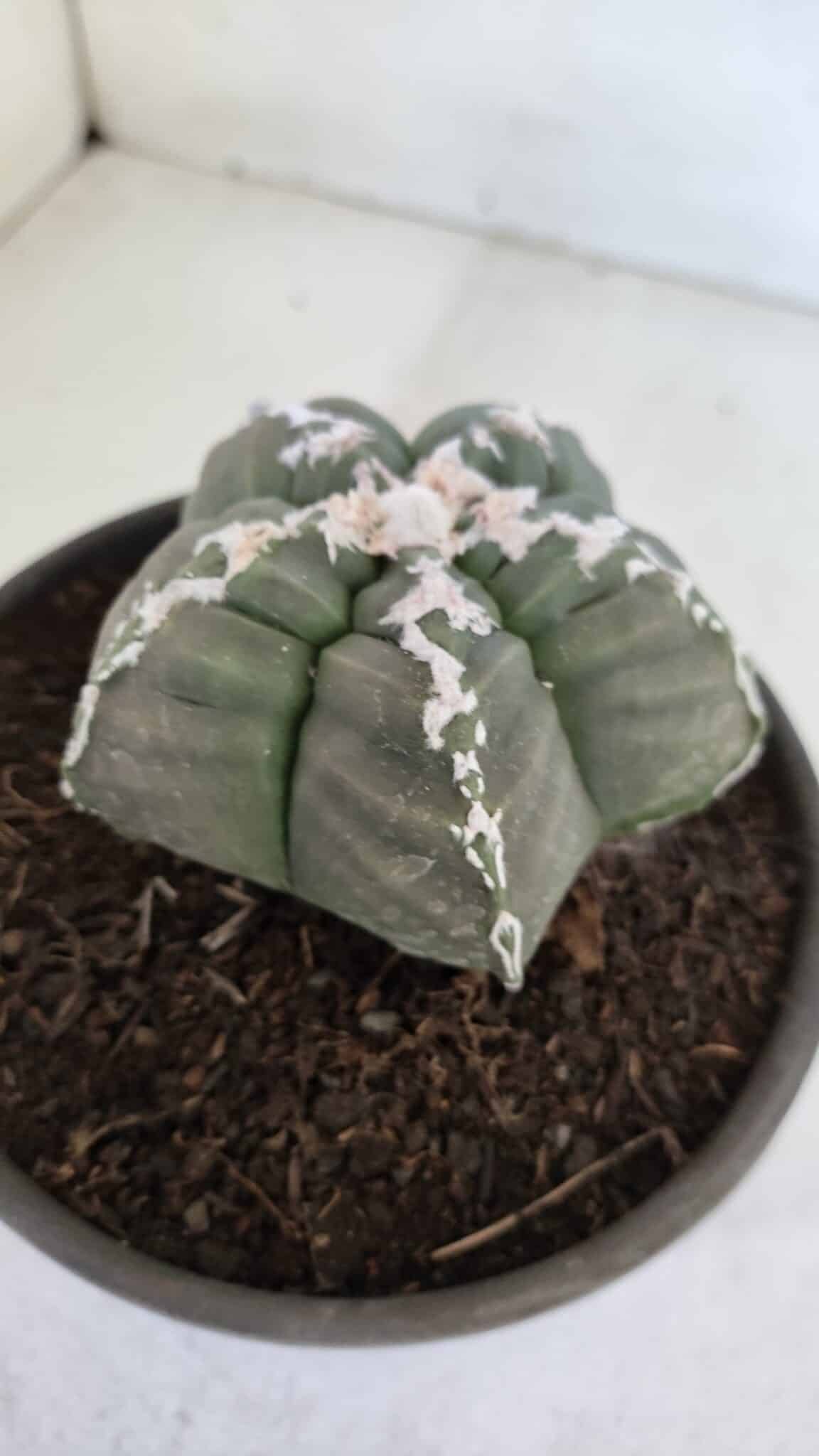 ASTROPHYTUM cv KIKKO  Nº 946 – vaso 15