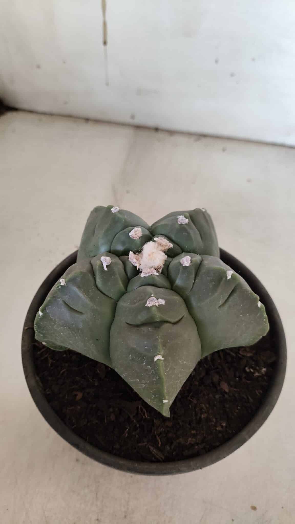 MATRIZ ASTROPHYTUM cv KIKKO  Nº 946 – vaso 15