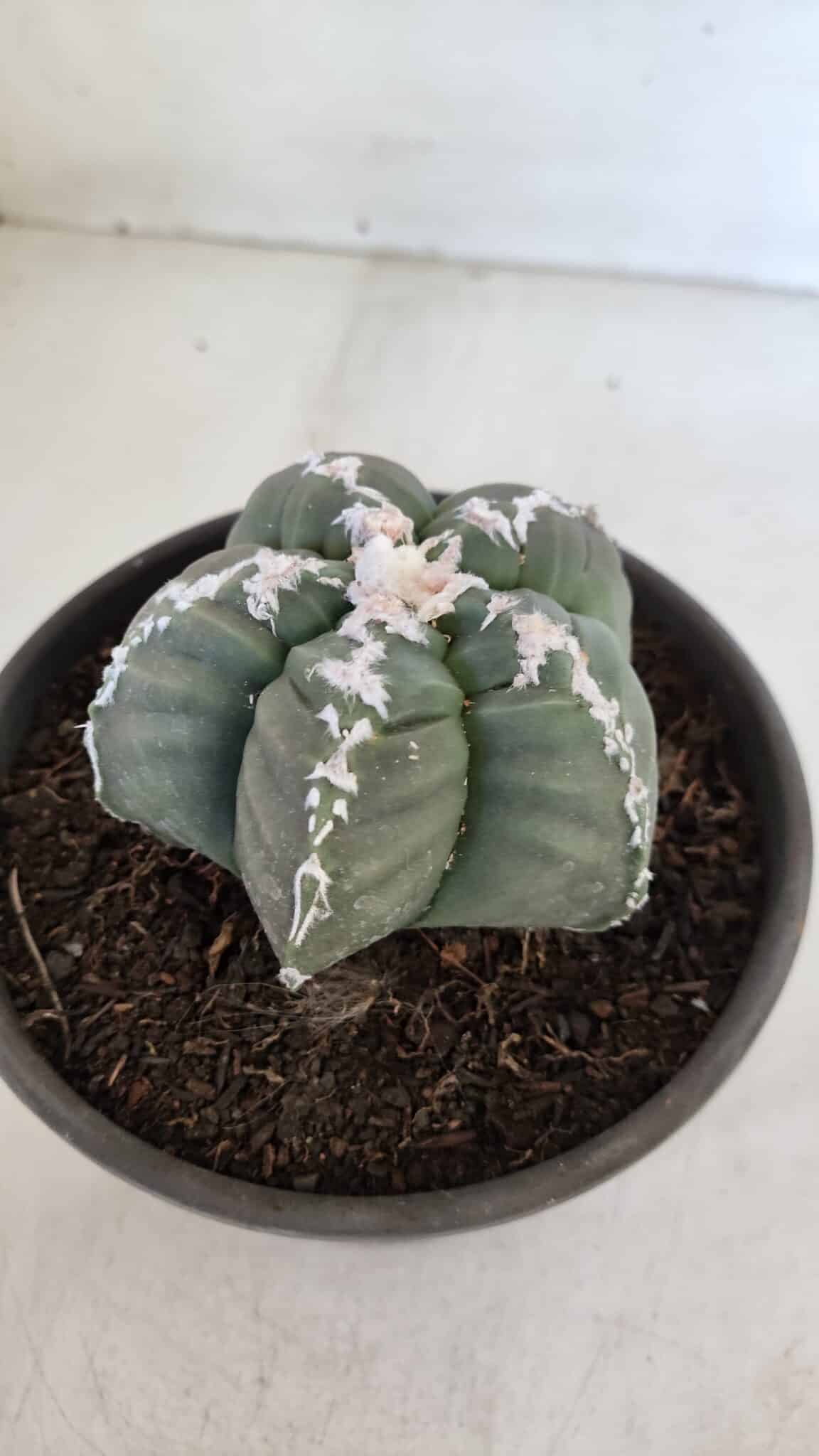 ASTROPHYTUM cv KIKKO  Nº 946 – vaso 15