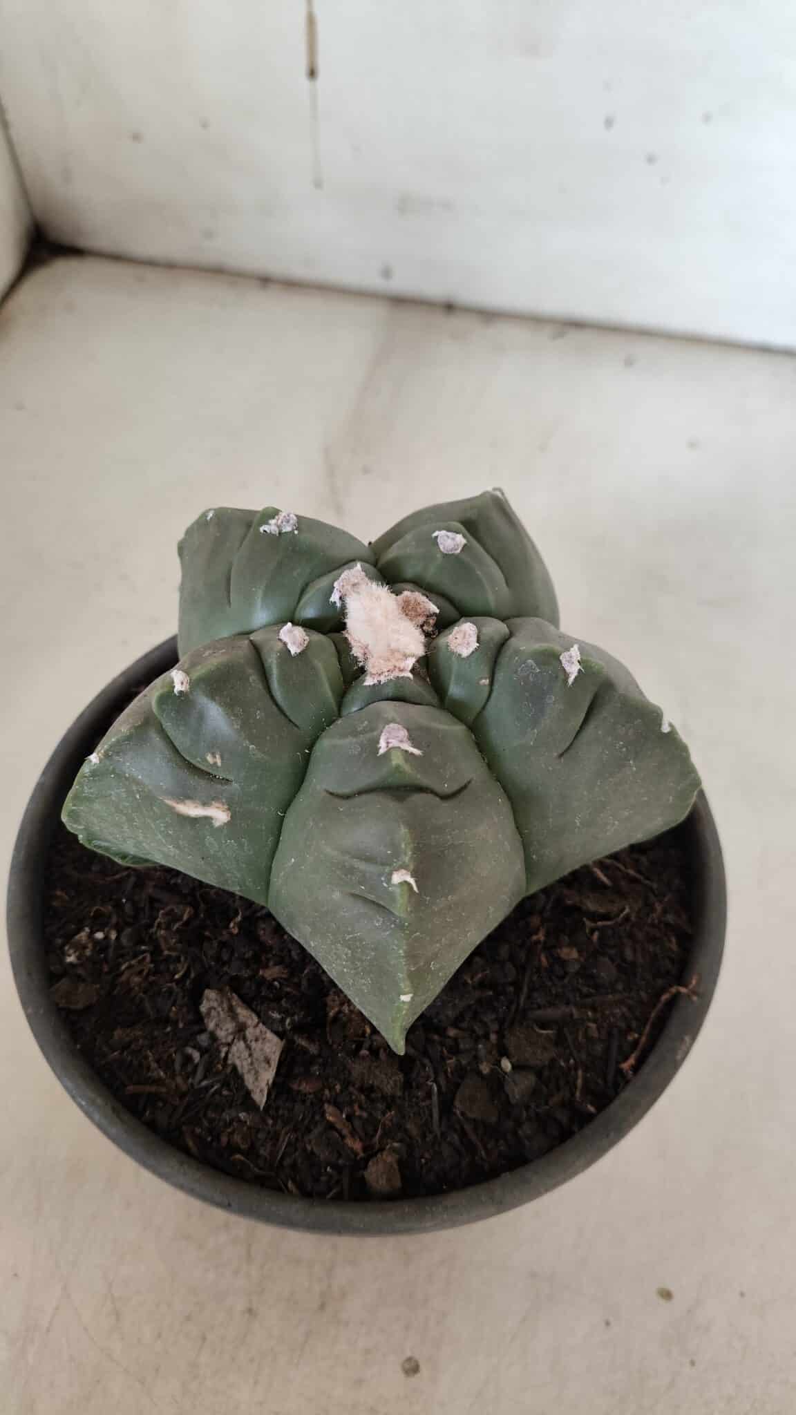 MATRIZ ASTROPHYTUM cv KIKKO  Nº 946 – vaso 15