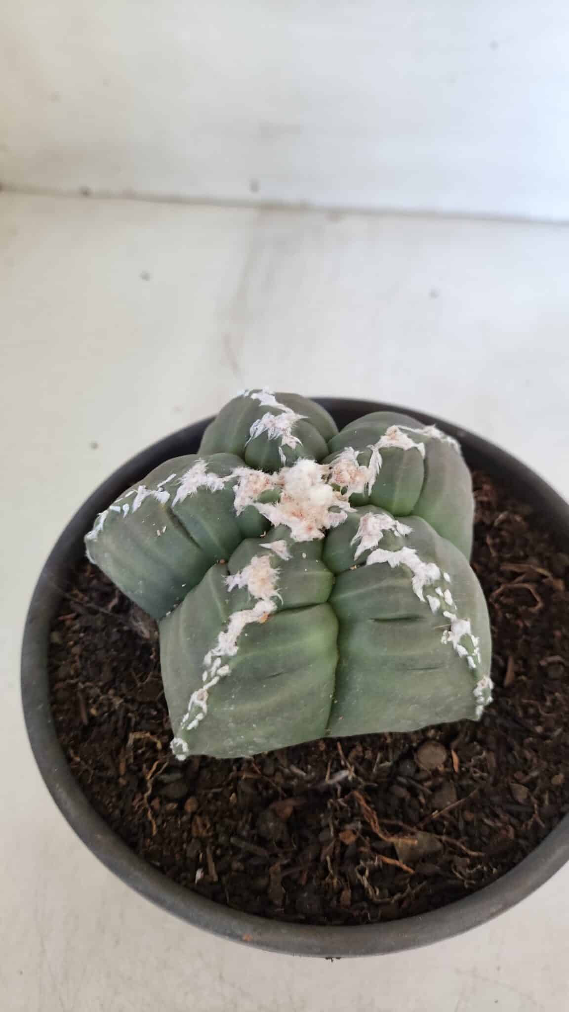 ASTROPHYTUM cv KIKKO  Nº 946 – vaso 15