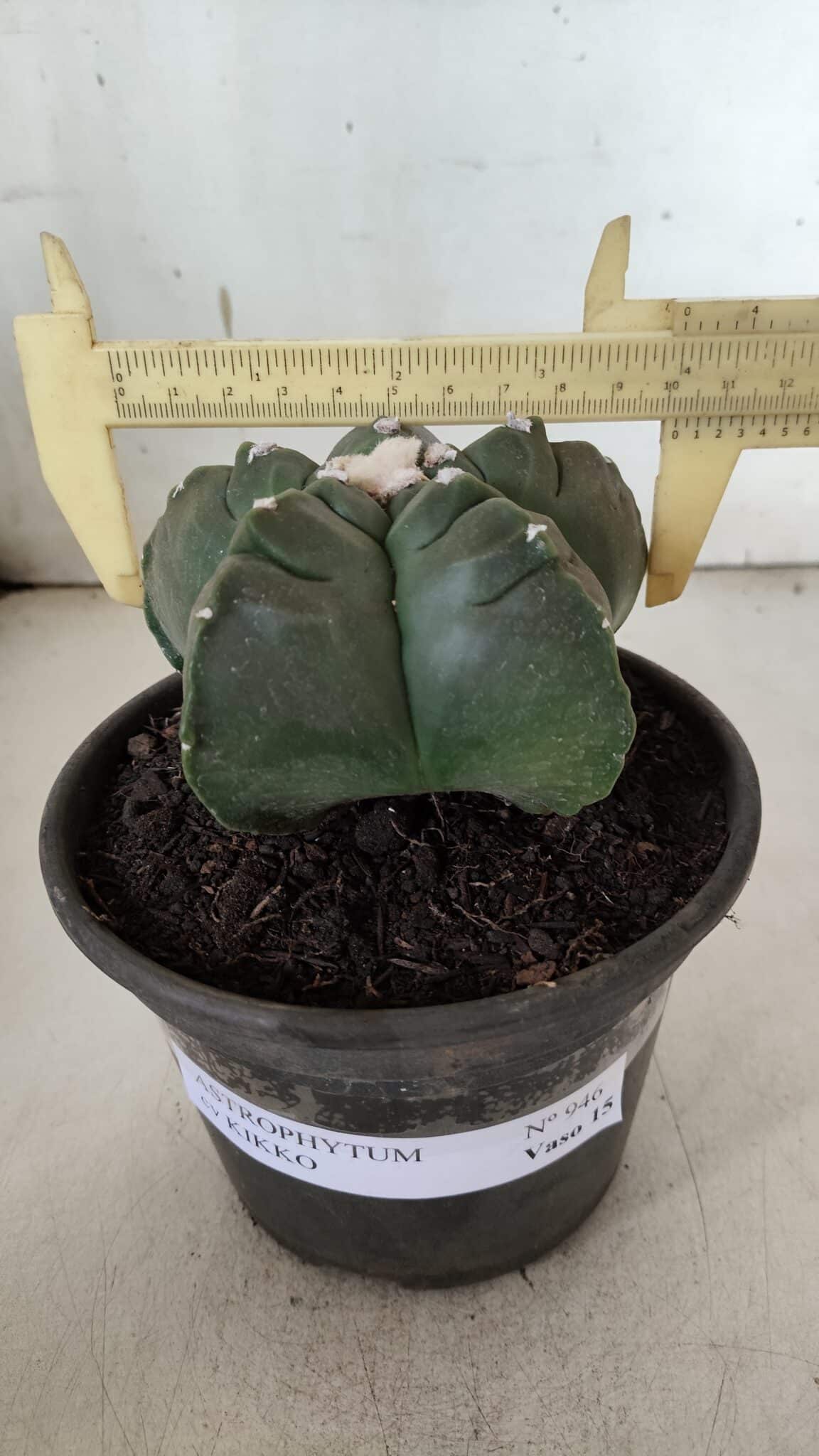 MATRIZ ASTROPHYTUM cv KIKKO  Nº 946 – vaso 15