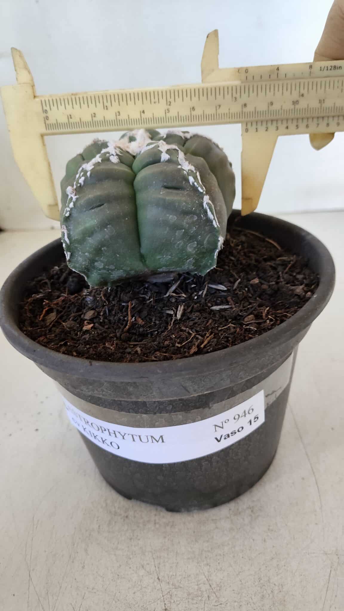 ASTROPHYTUM cv KIKKO  Nº 946 – vaso 15